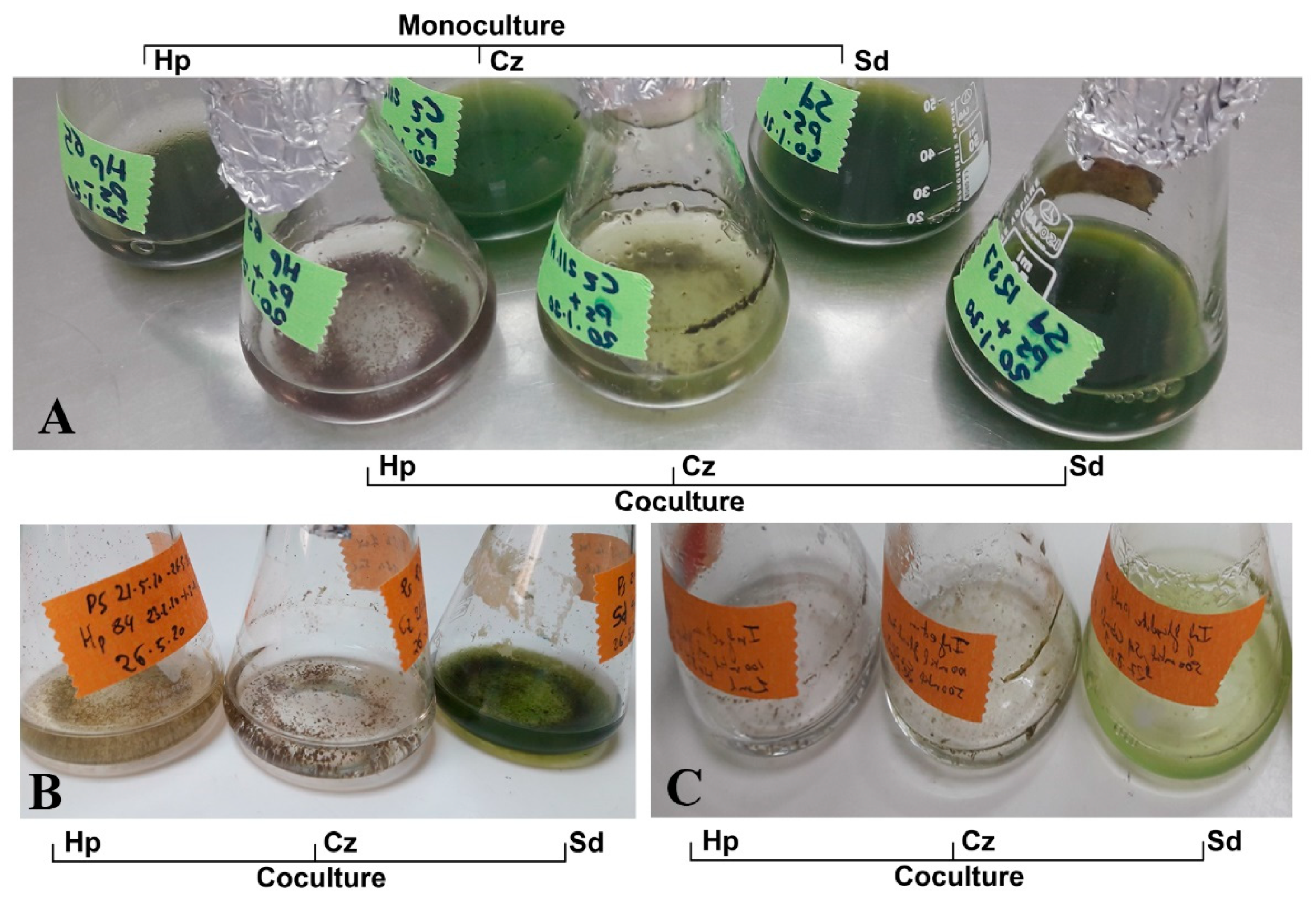 Jof 07 00100 g002 Jof 07 00100 g002