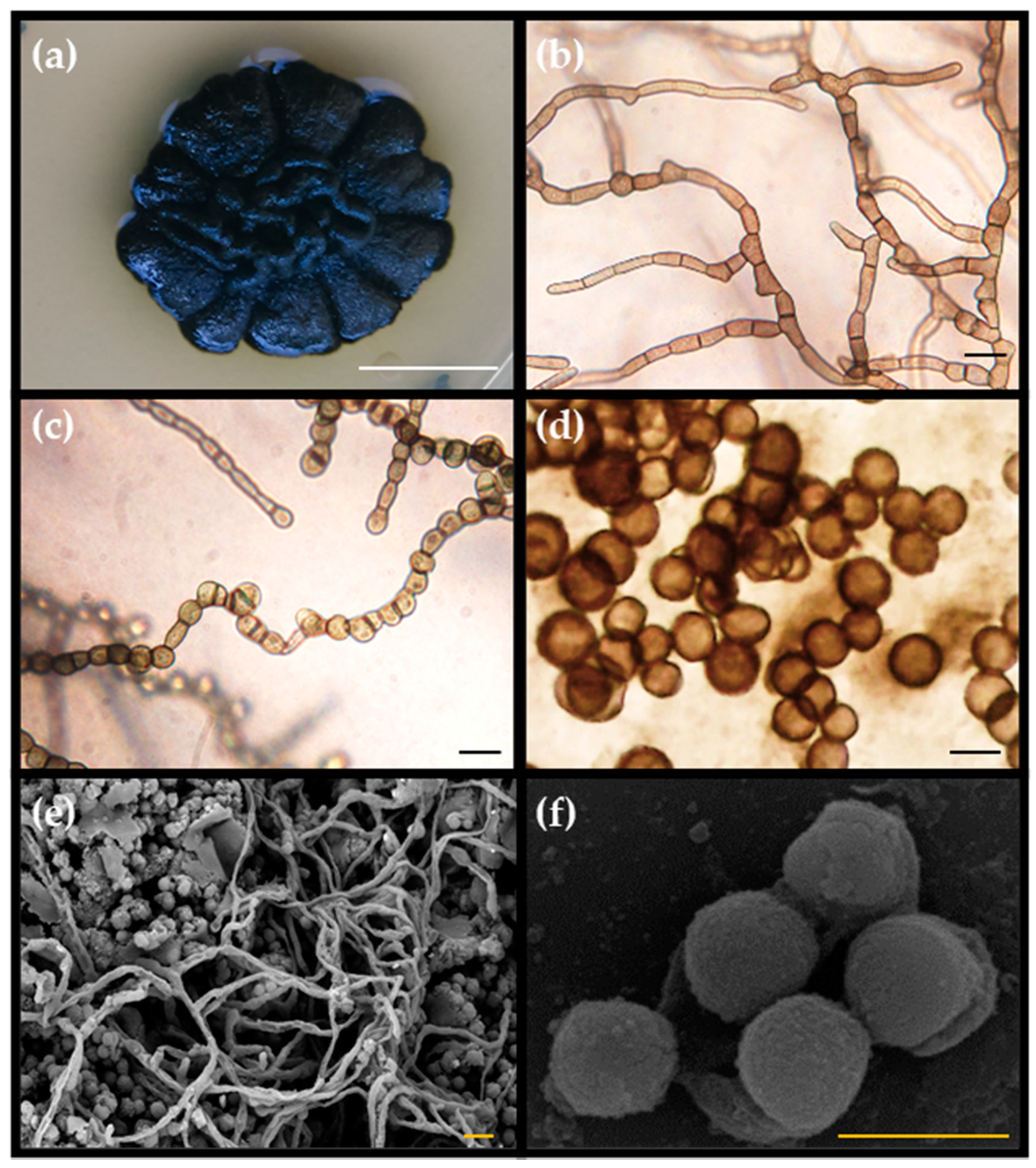 Jof 07 00104 g001 Jof 07 00104 g001