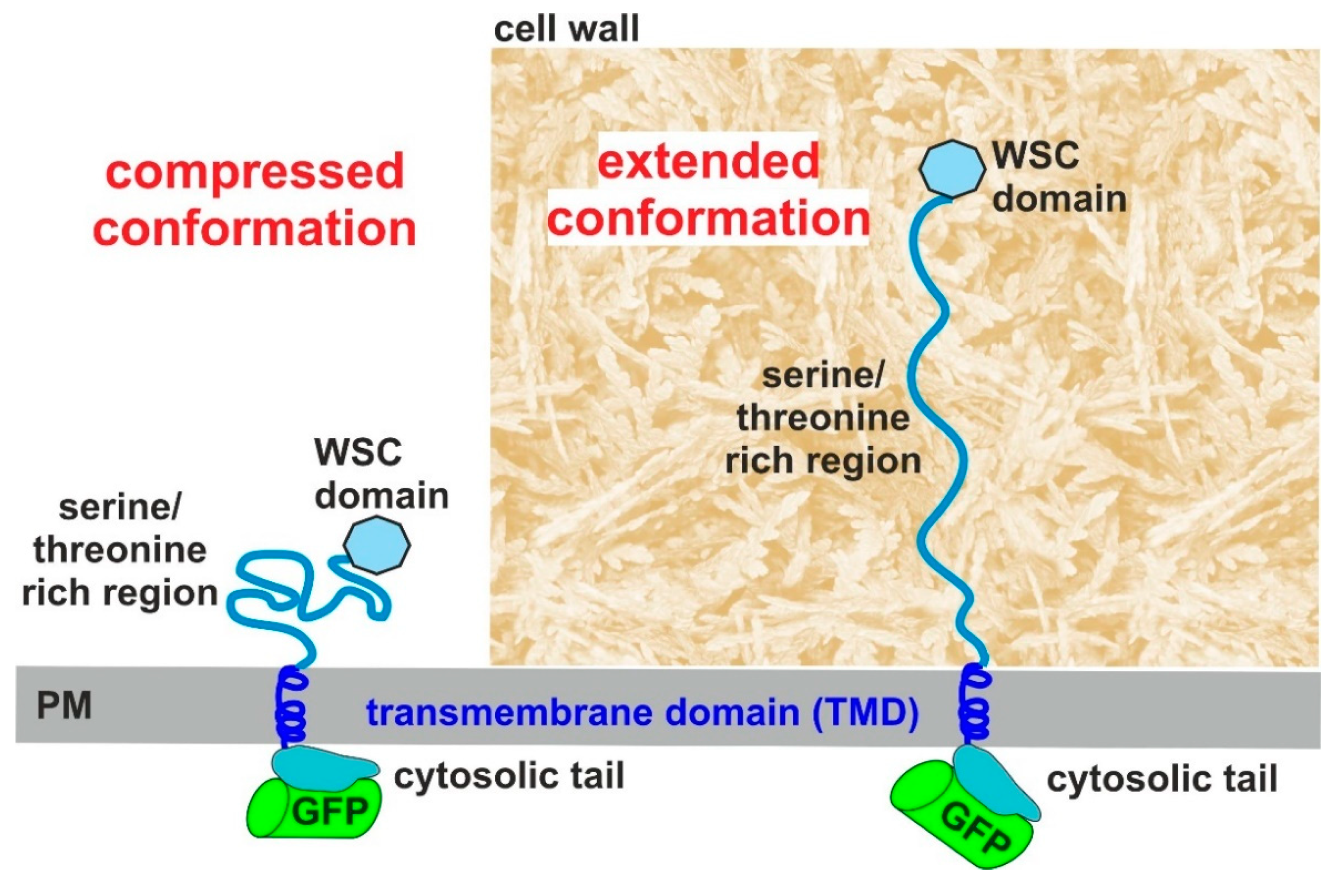 Jof 07 00118 g005 Jof 07 00118 g005