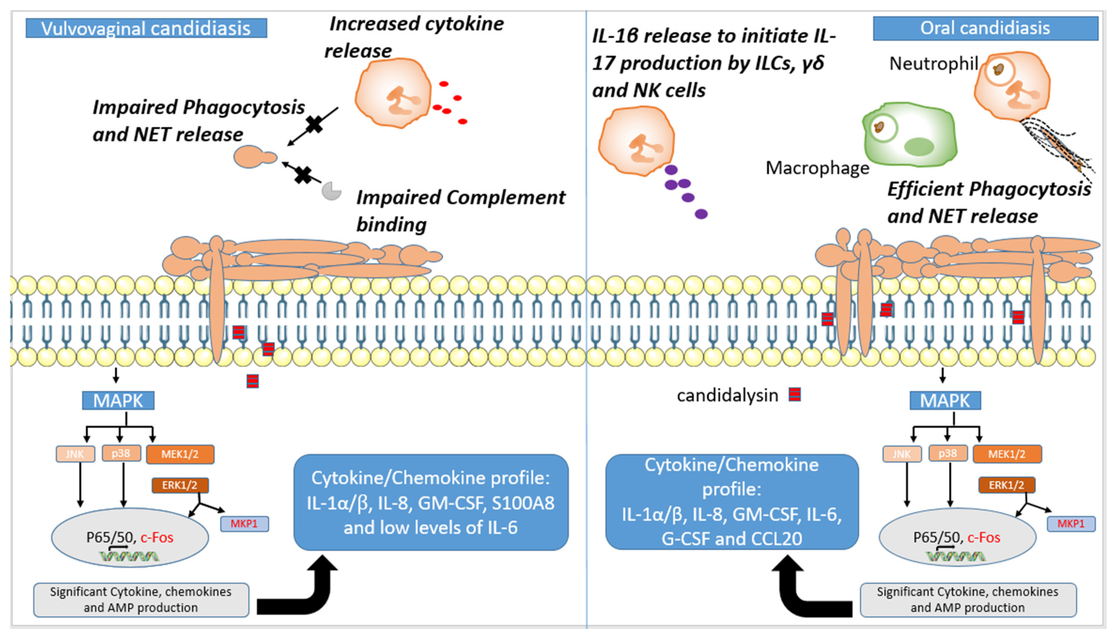 Jof 07 00119 g002 Jof 07 00119 g002