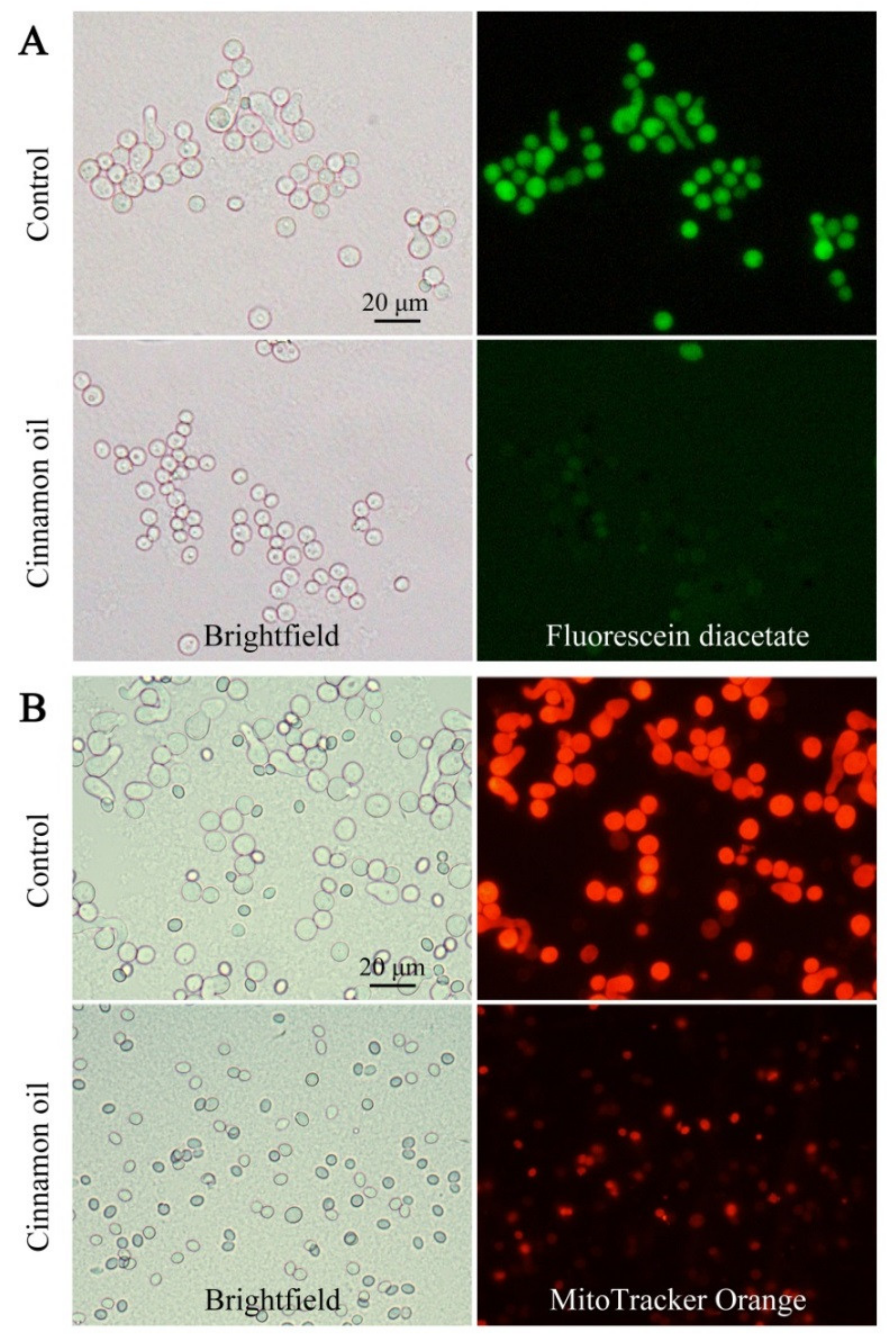 Jof 07 00123 g002 Jof 07 00123 g002