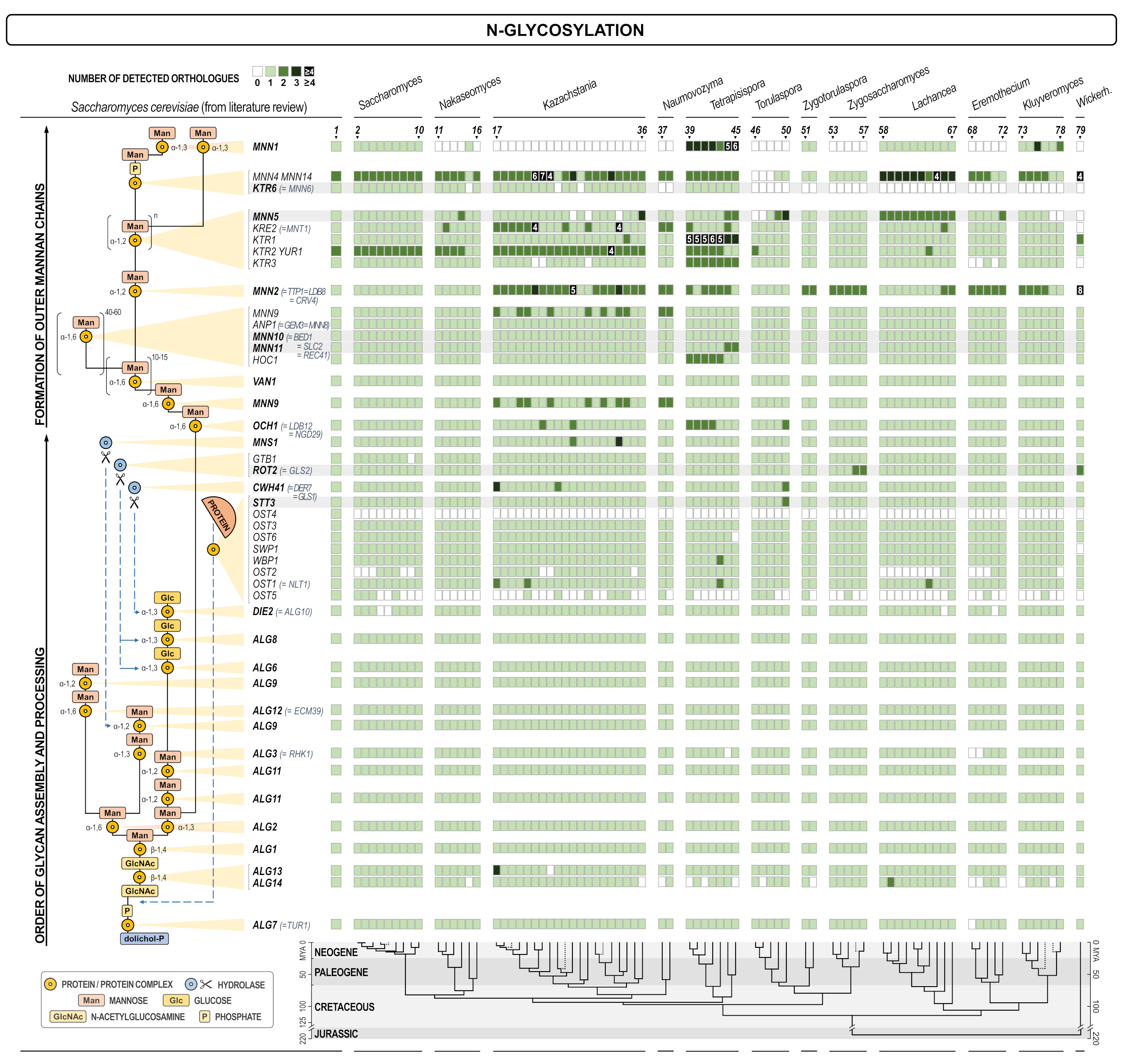 Jof 07 00128 g001a Jof 07 00128 g001a