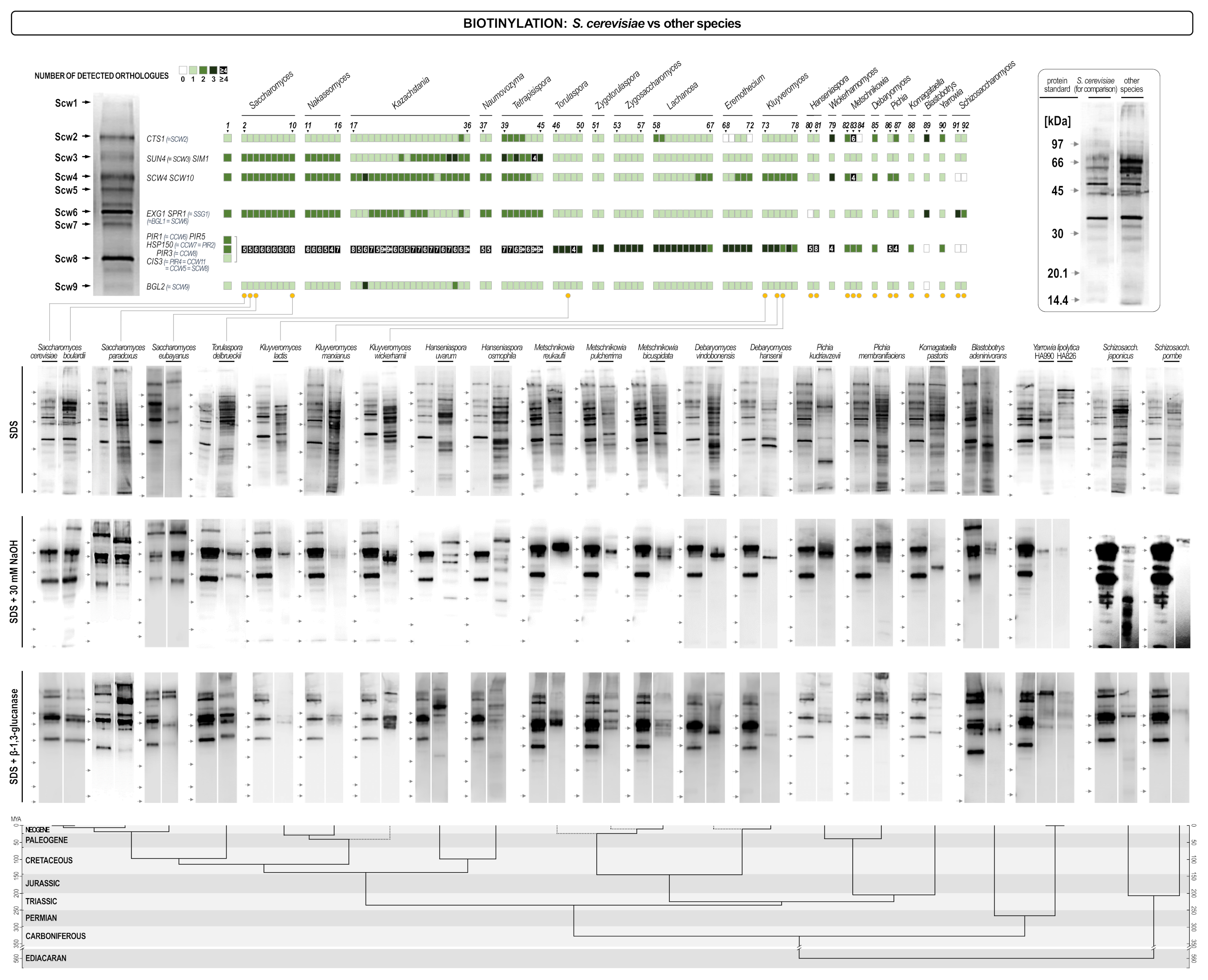 Jof 07 00128 g006 Jof 07 00128 g006