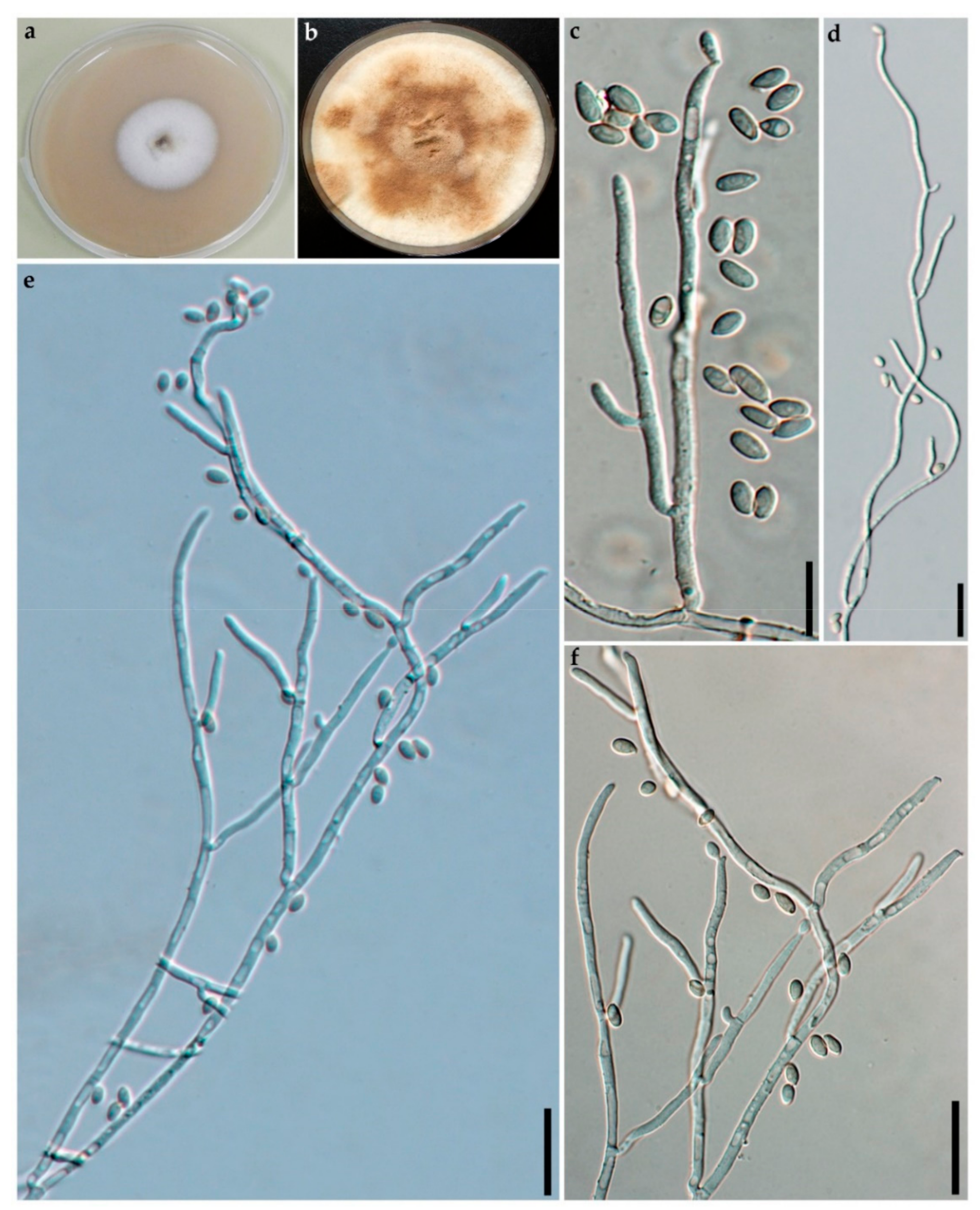 Jof 07 00131 g003 Jof 07 00131 g003