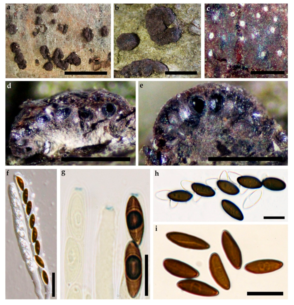 Jof 07 00131 g004 Jof 07 00131 g004