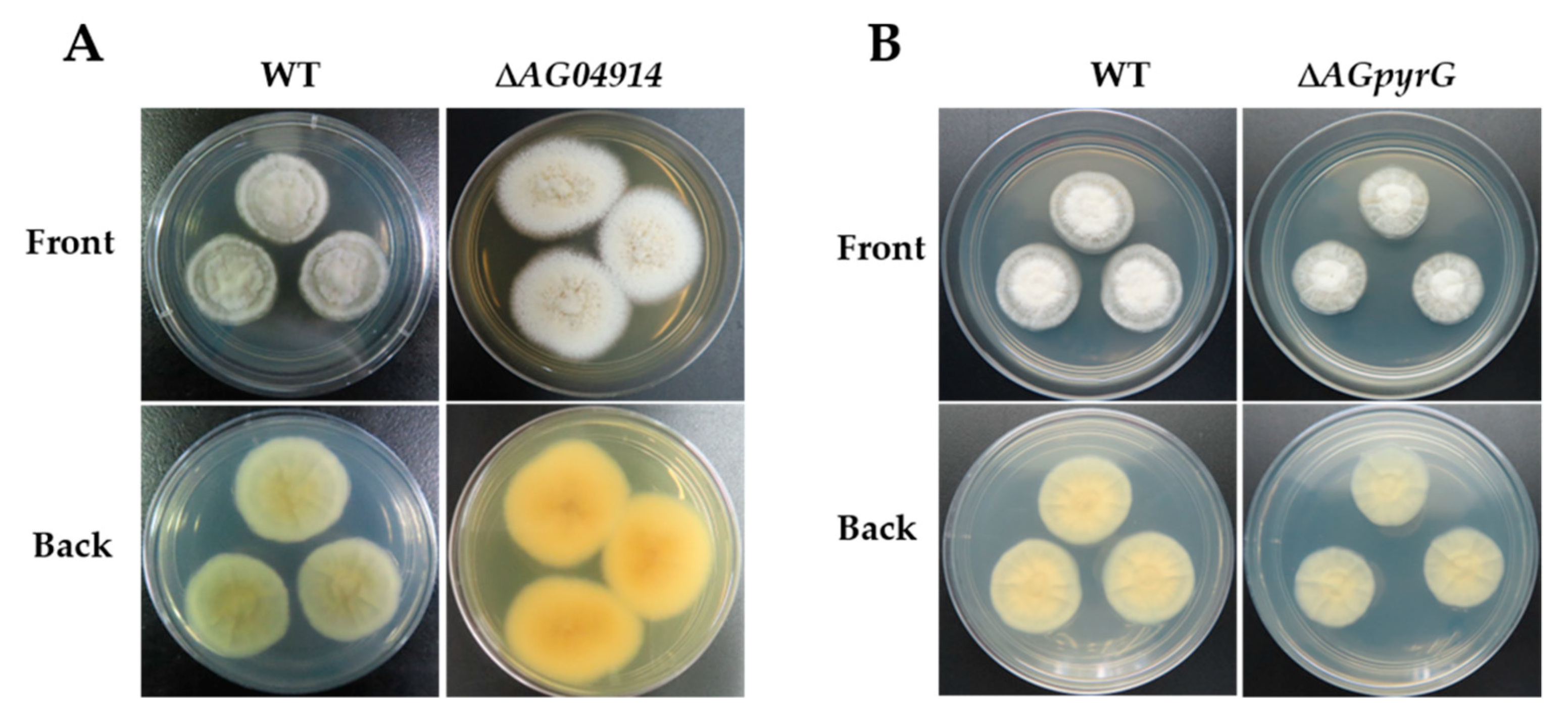 Jof 07 00138 g004 Jof 07 00138 g004