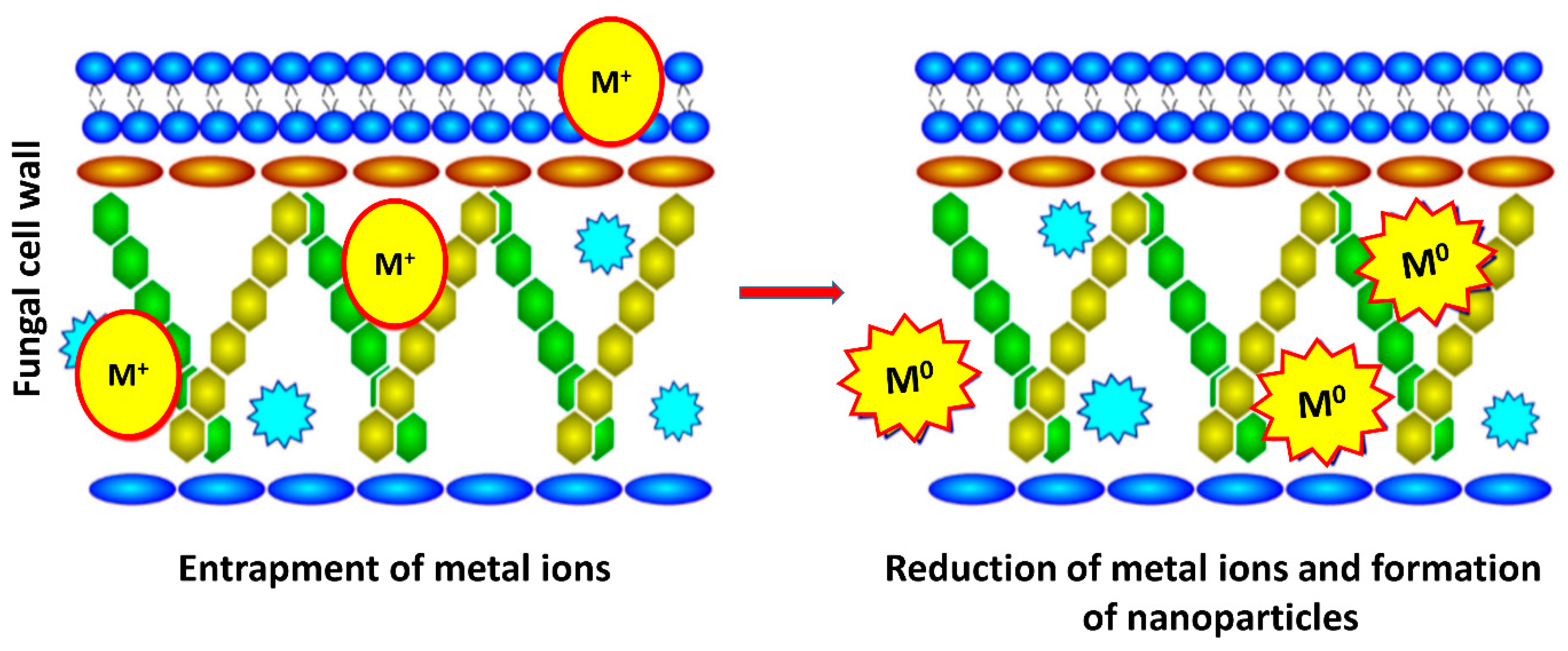 Jof 07 00139 g005 Jof 07 00139 g005
