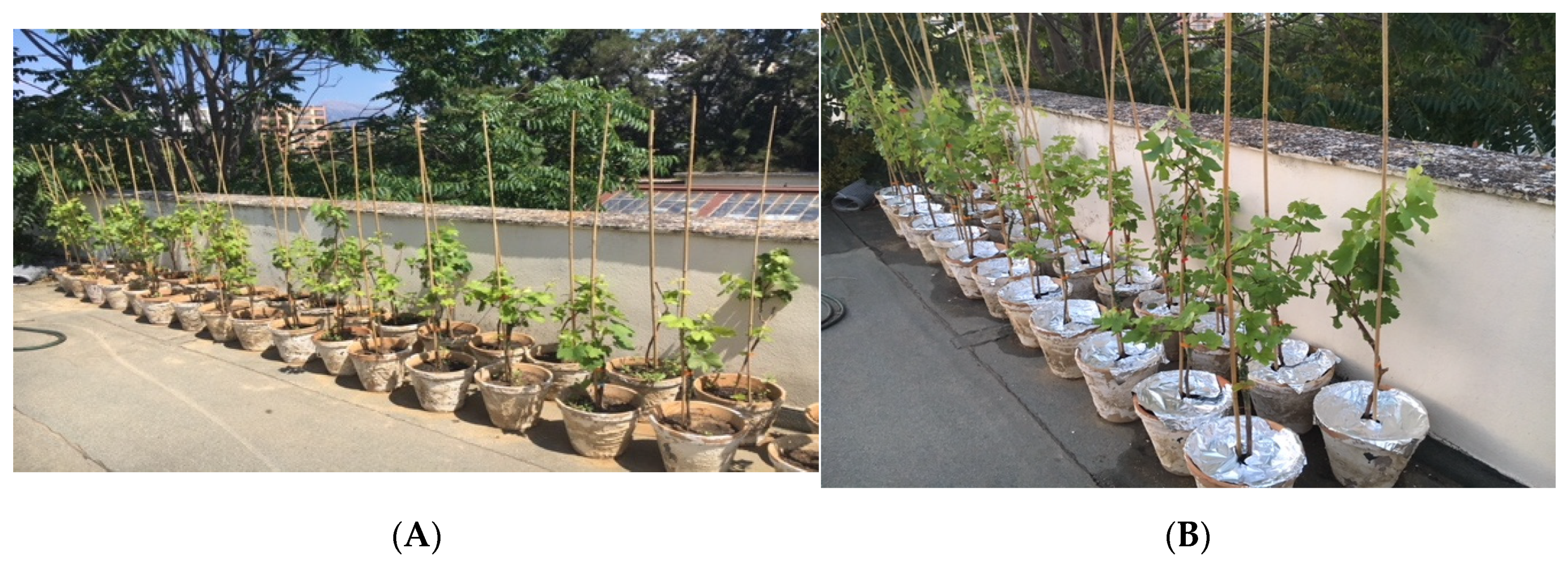 Jof 07 00142 g001 Jof 07 00142 g001