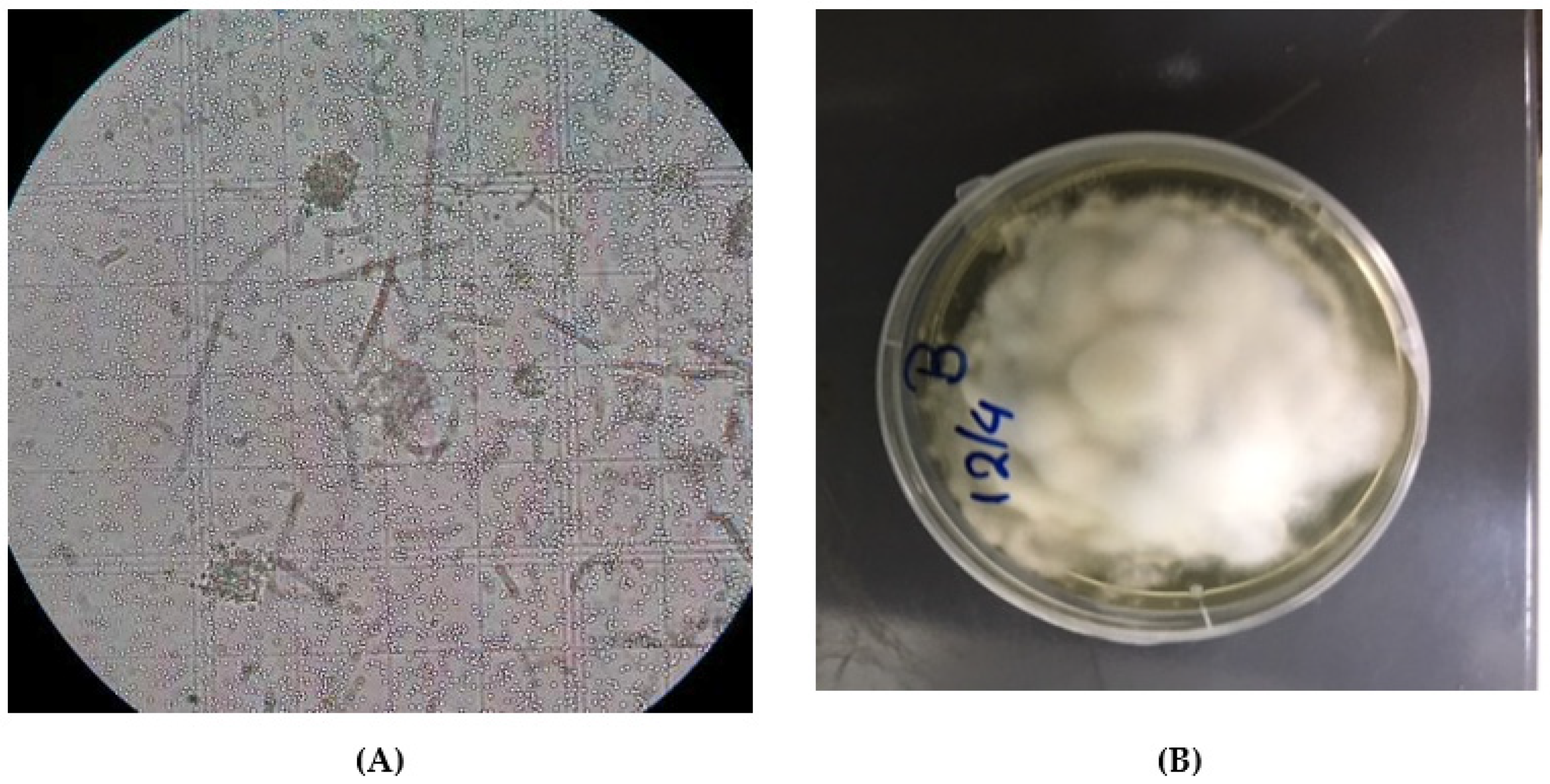 Jof 07 00142 g002 Jof 07 00142 g002