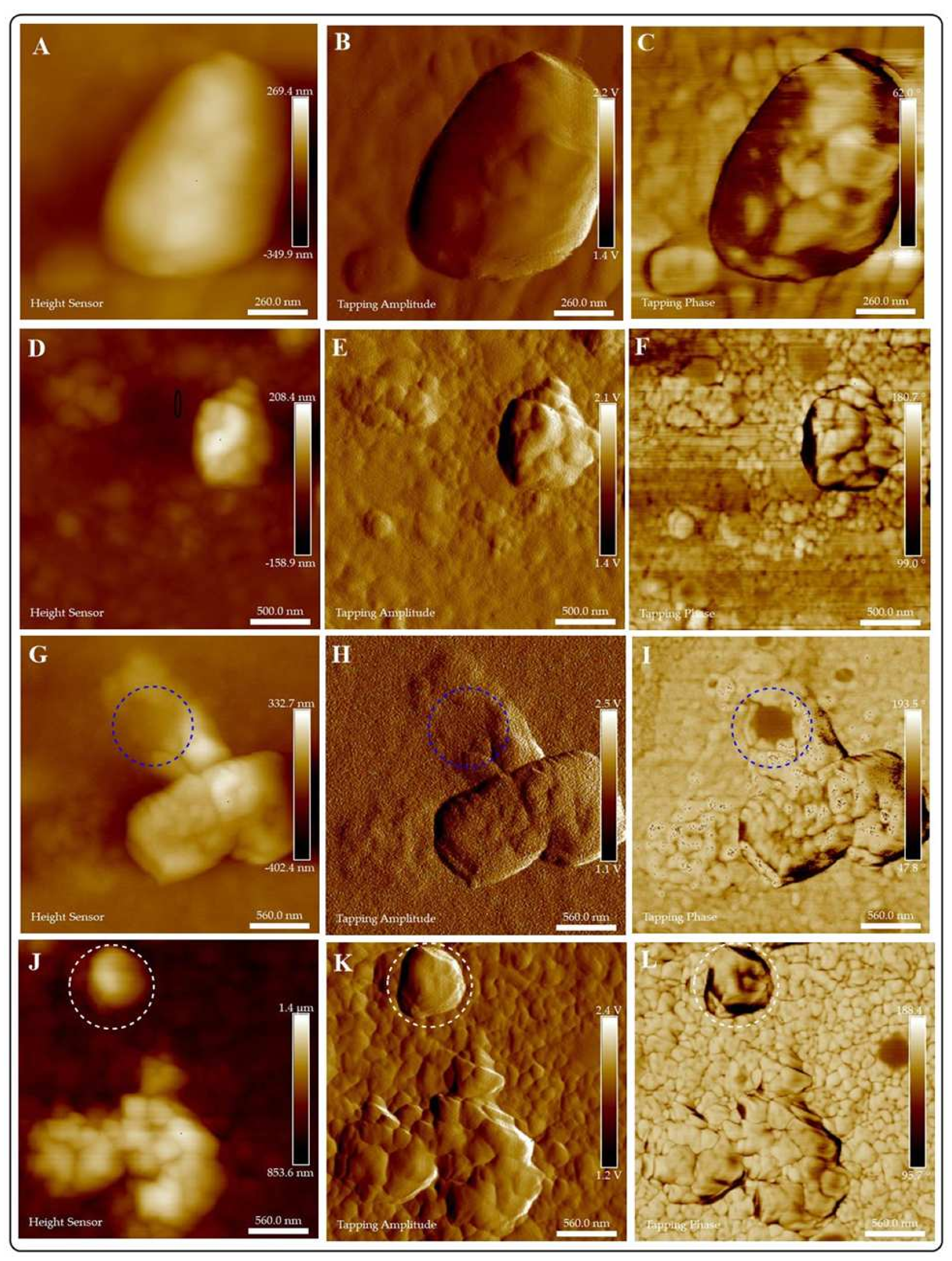 Jof 07 00158 g010 Jof 07 00158 g010