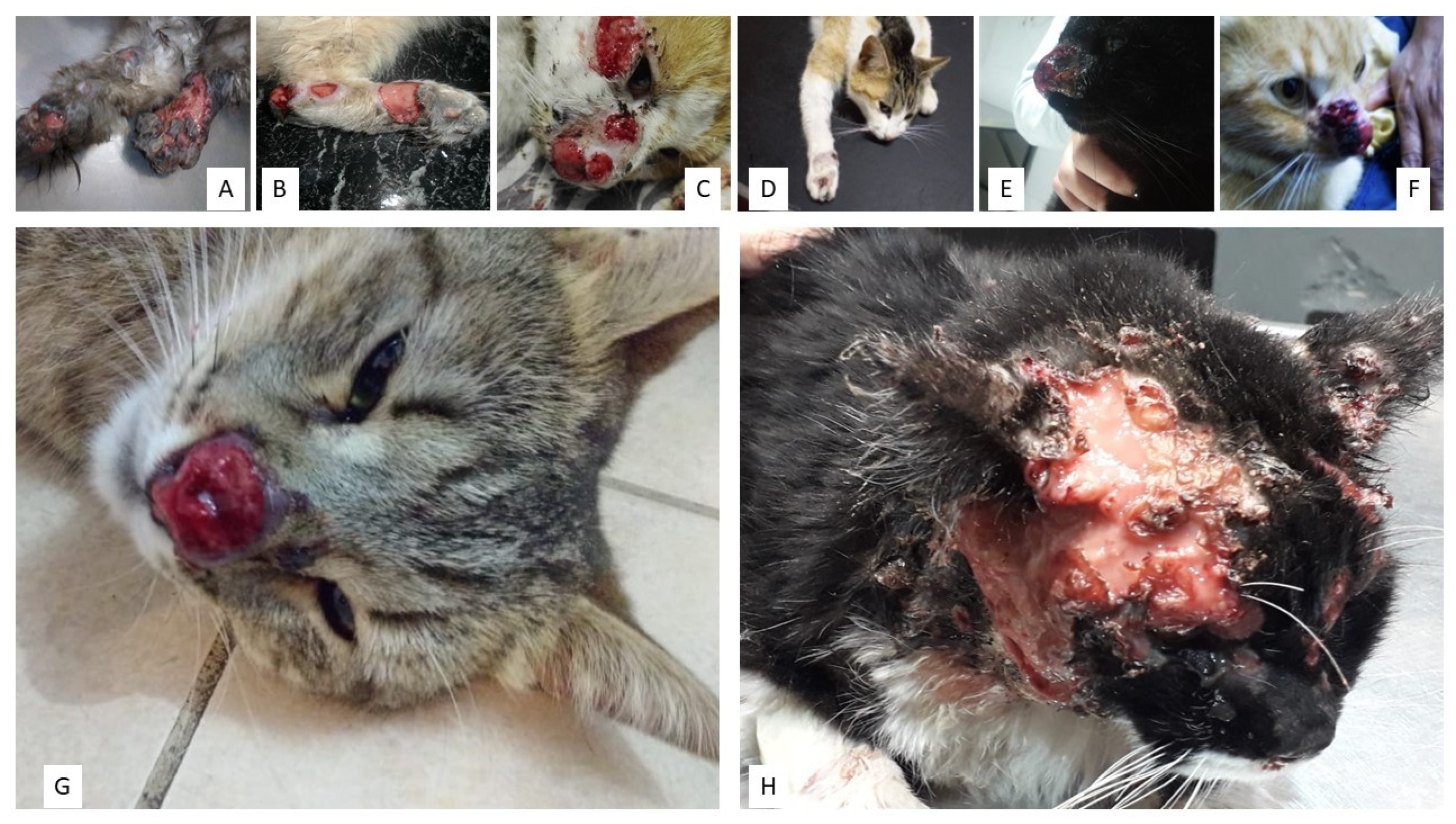 Jof 07 00170 g004 Jof 07 00170 g004