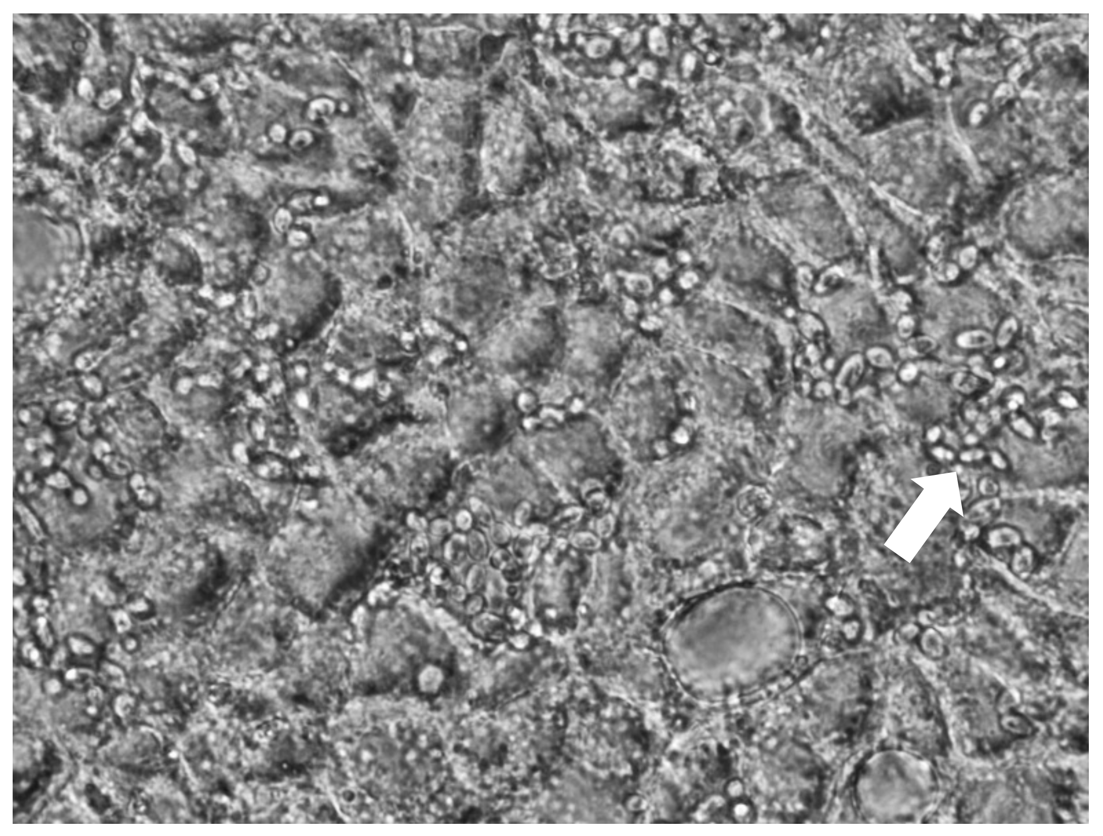 Jof 07 00177 g002 Jof 07 00177 g002