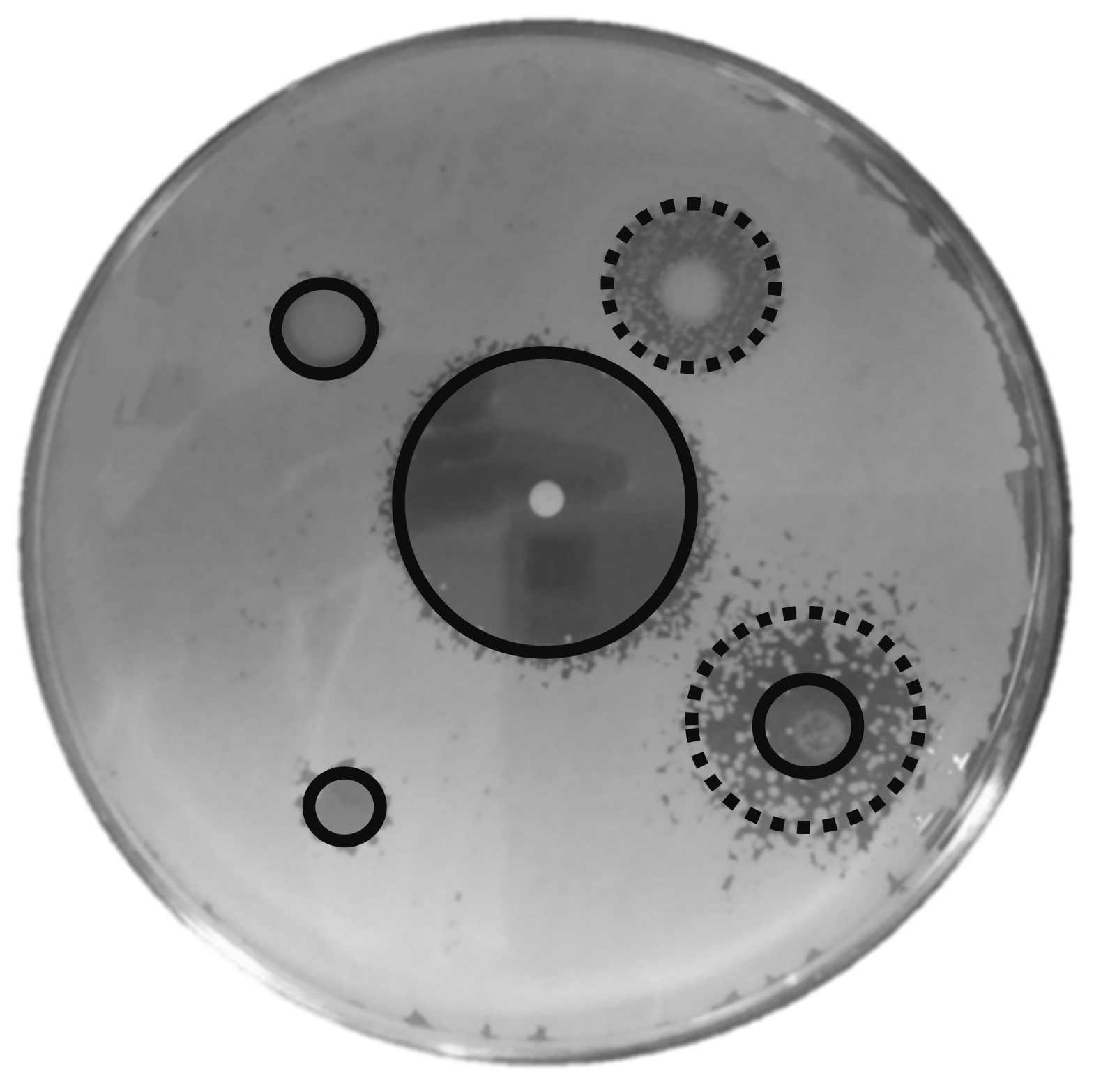 Jof 07 00177 g003 Jof 07 00177 g003