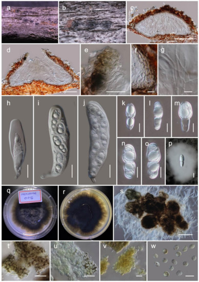 Insight into the Systematics of Microfungi Colonizing Dead