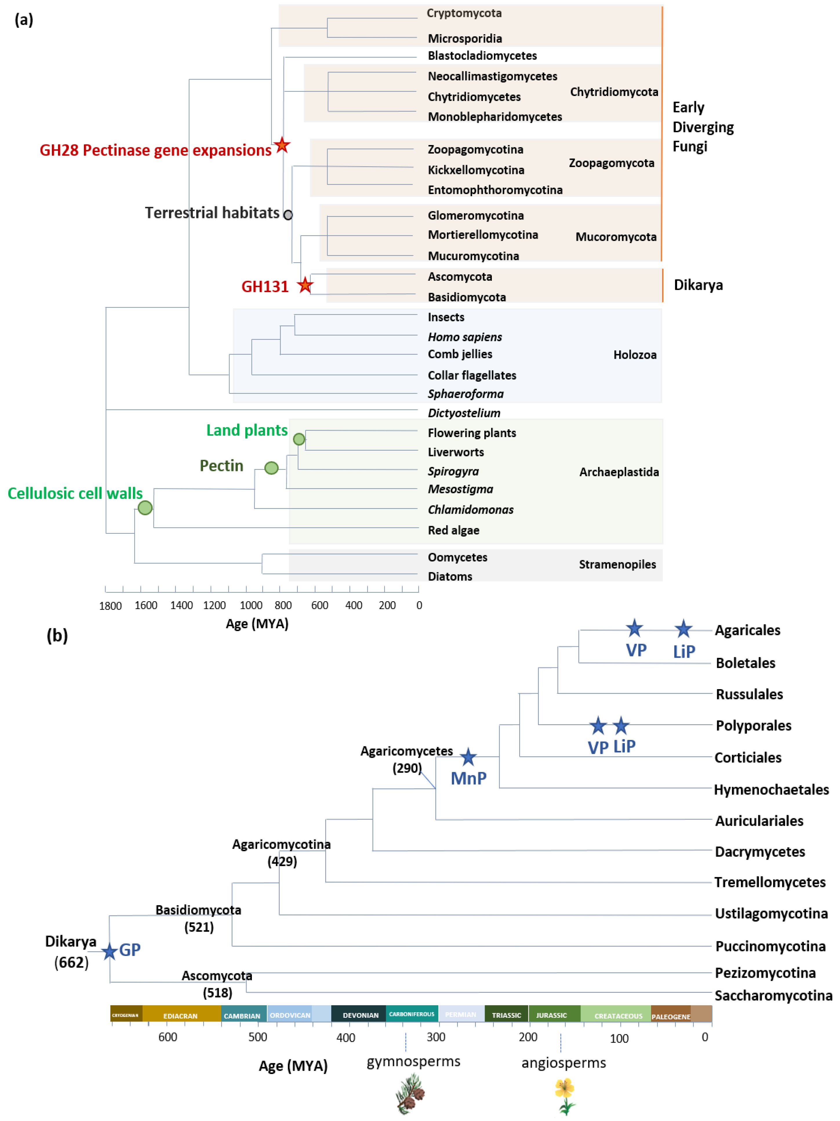 JoF | Free Full-Text | Evolution of Fungal Carbohydrate-Active Enzyme Portfolios and Adaptation to Plant Cell-Wall Polymers JoF | Free Full-Text | Evolution of Fungal Carbohydrate-Active Enzyme Portfolios and Adaptation to Plant Cell-Wall Polymers