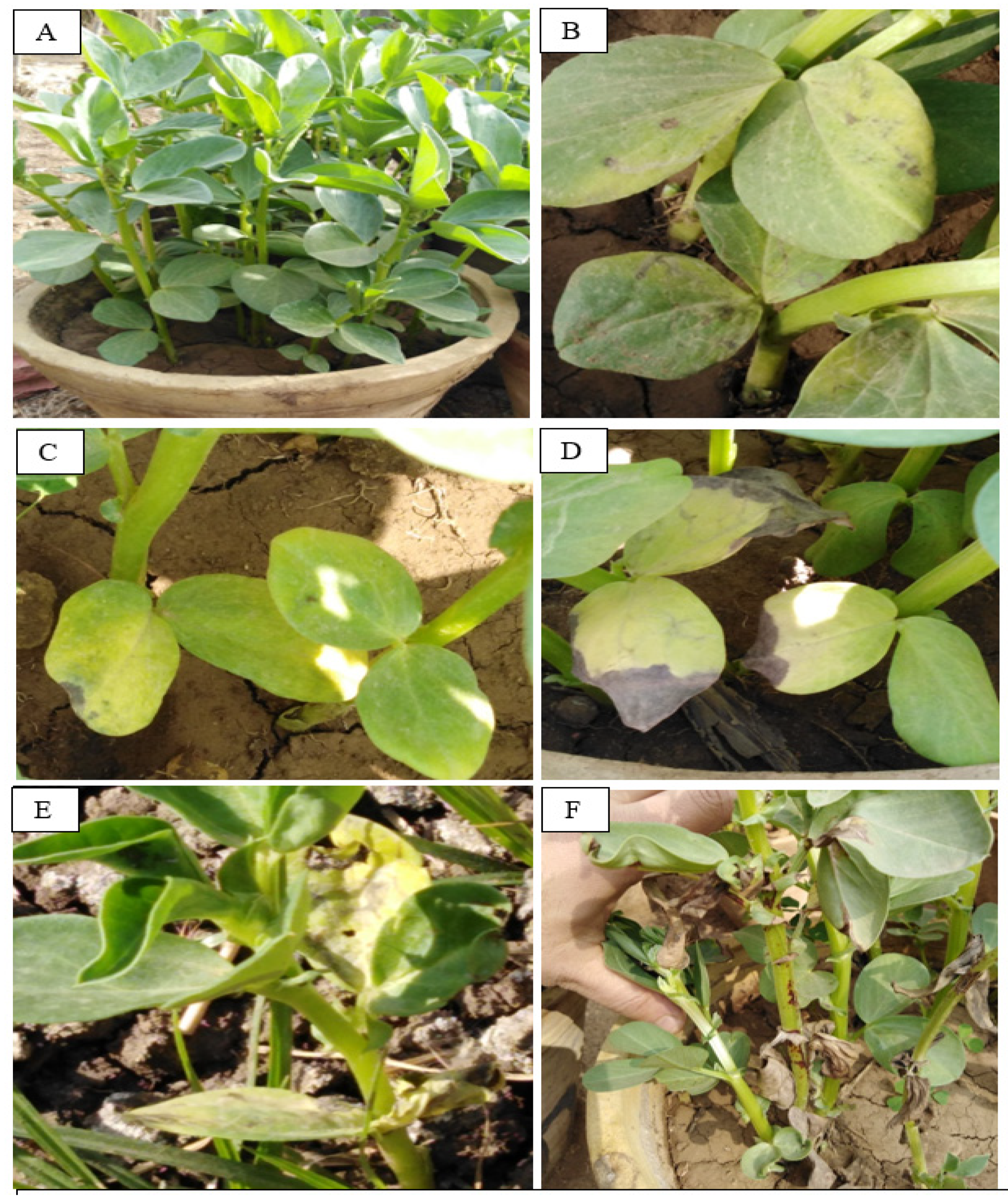 Jof 07 00195 g004 Jof 07 00195 g004