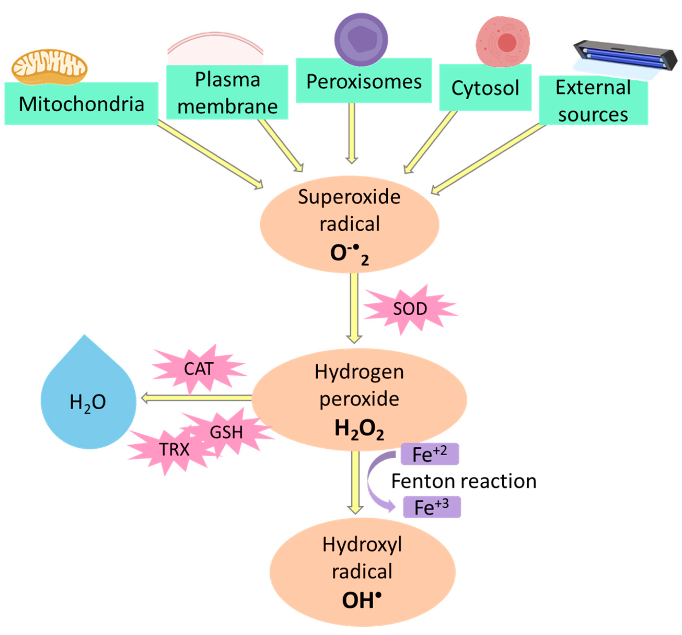 Jof 07 00196 g001 Jof 07 00196 g001