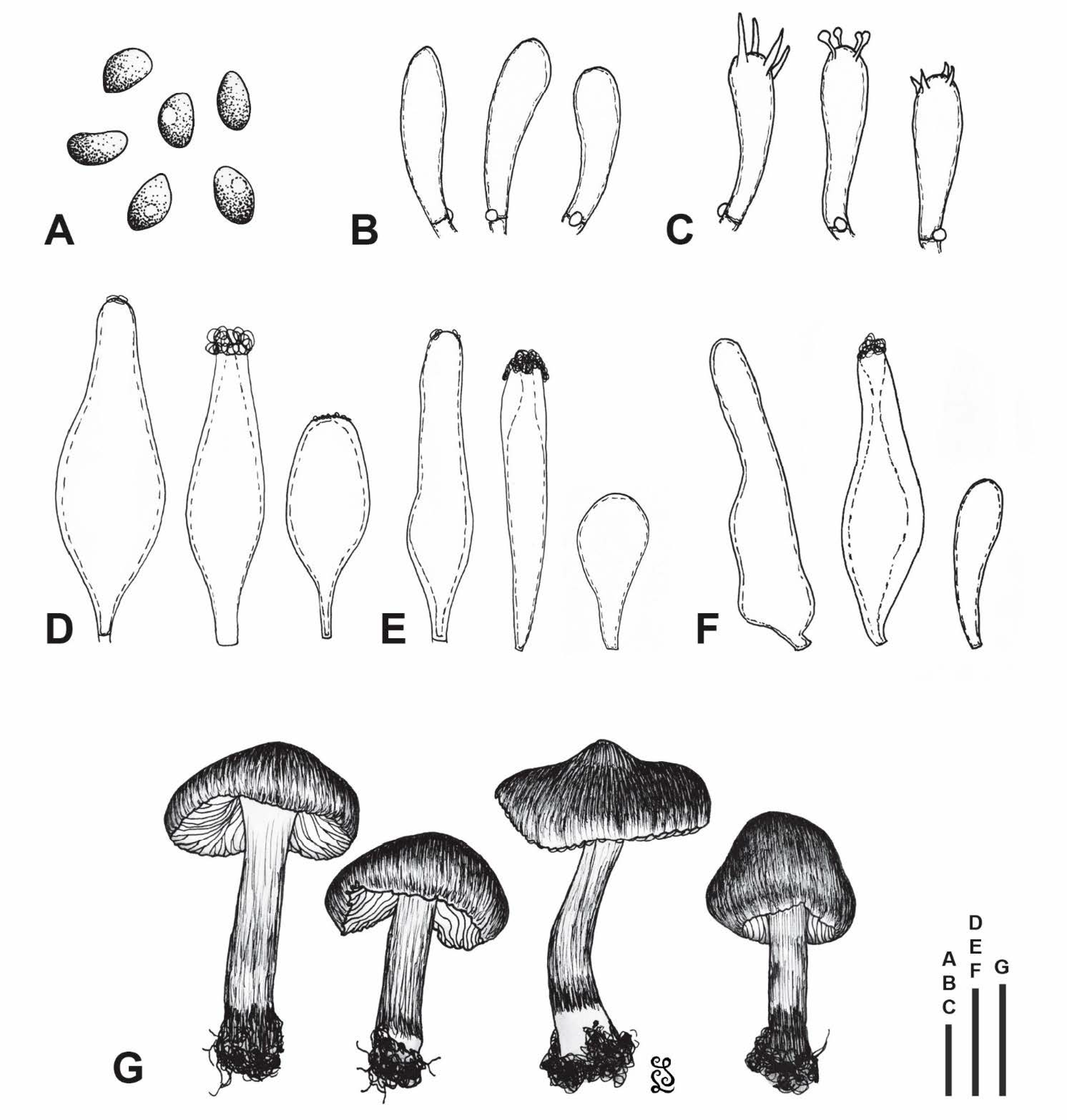 Jof 07 00199 g004 Jof 07 00199 g004