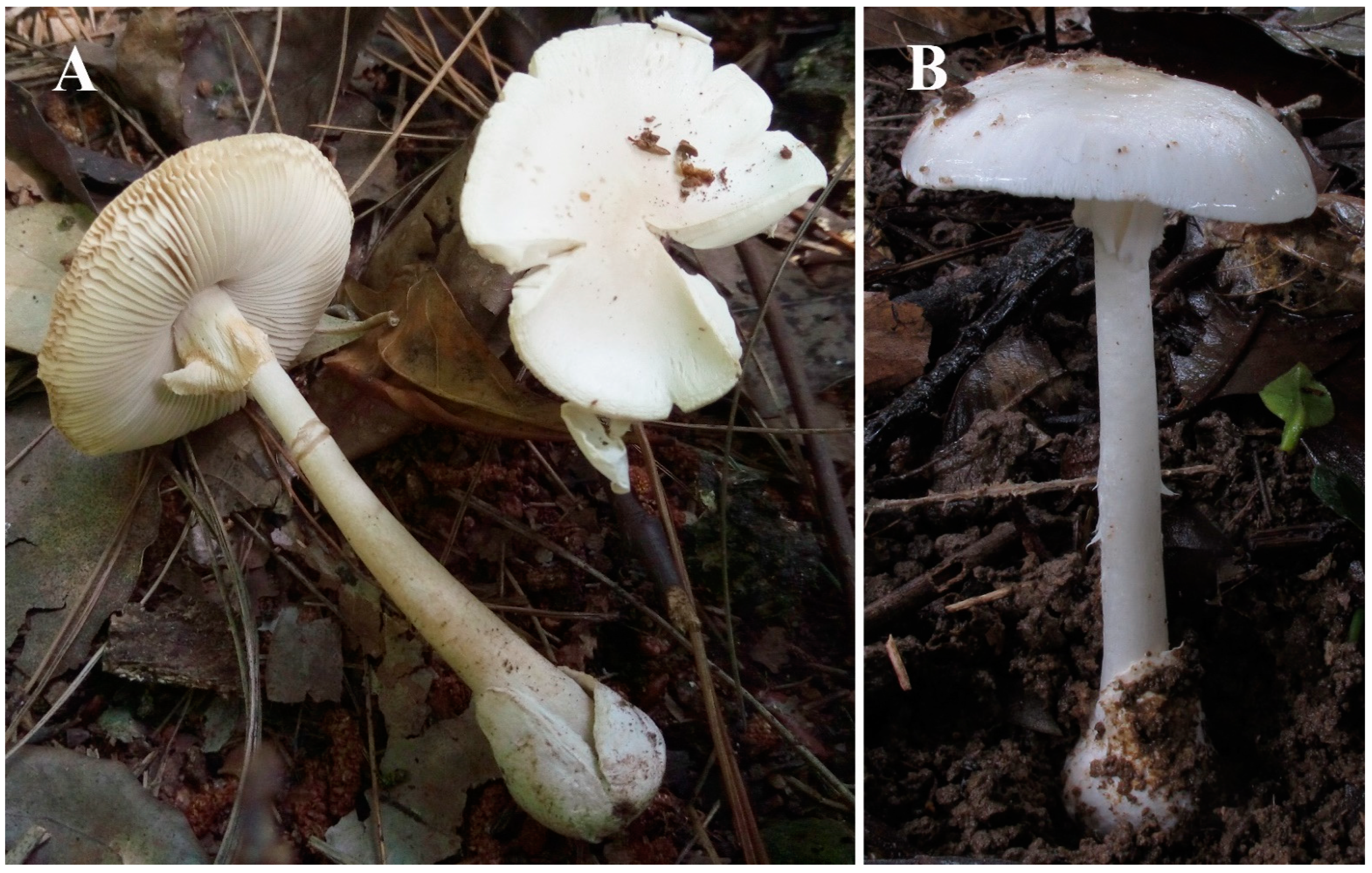 mushroomページ Novel Cyclic Peptides from Lethal Amanita Mushrooms through