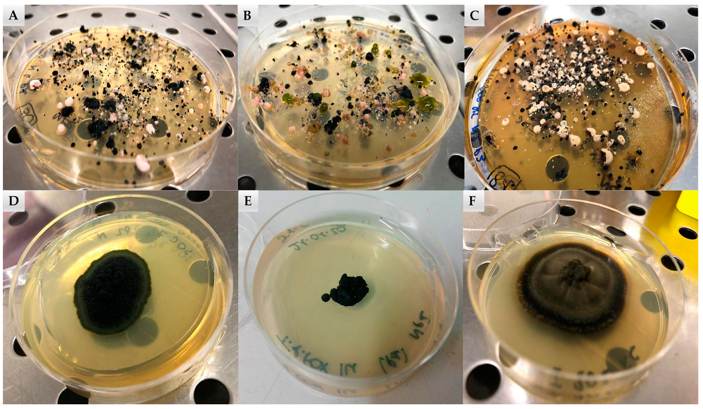 Jof 07 00213 g002 Jof 07 00213 g002