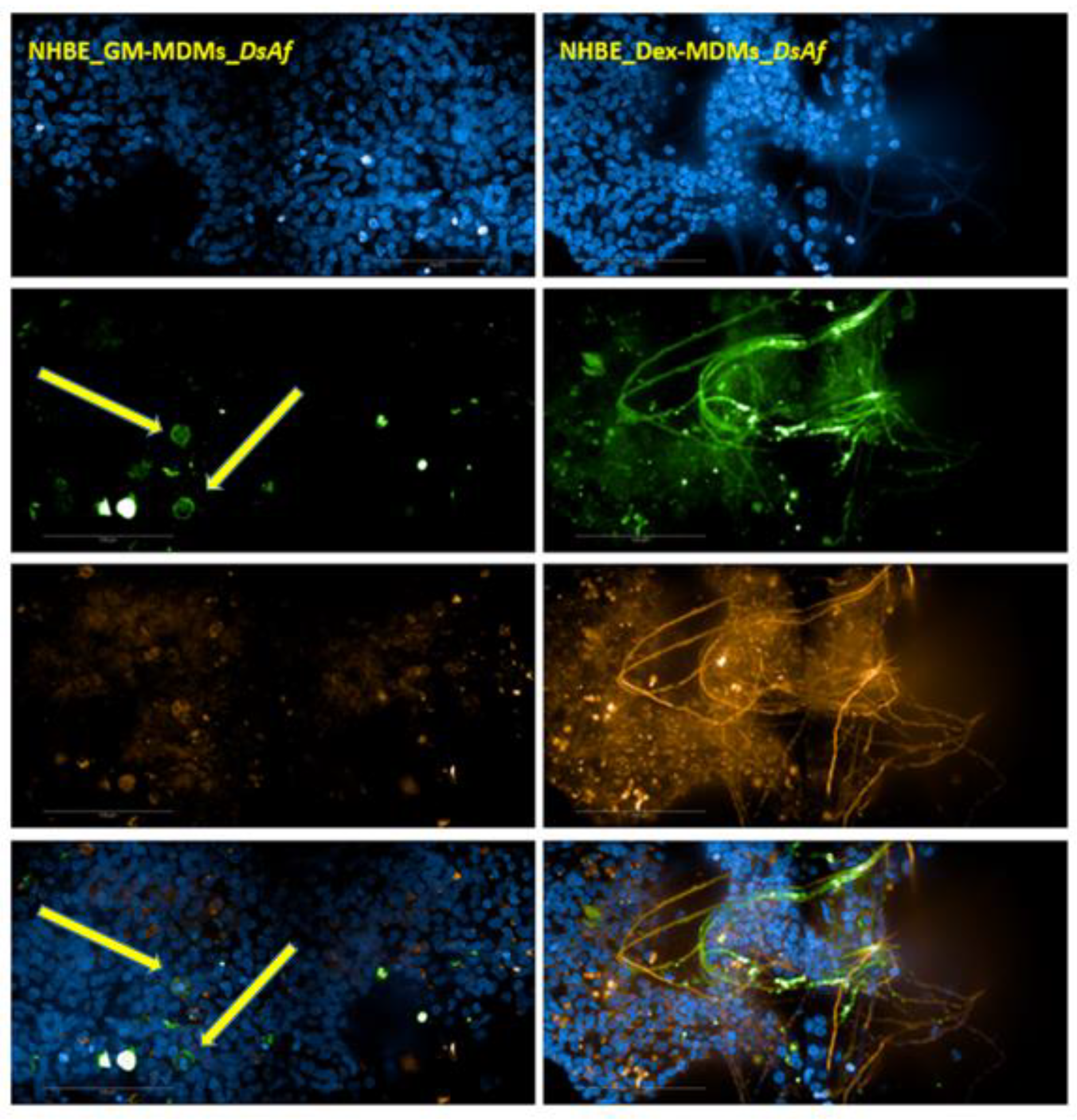 Jof 07 00221 g005 Jof 07 00221 g005