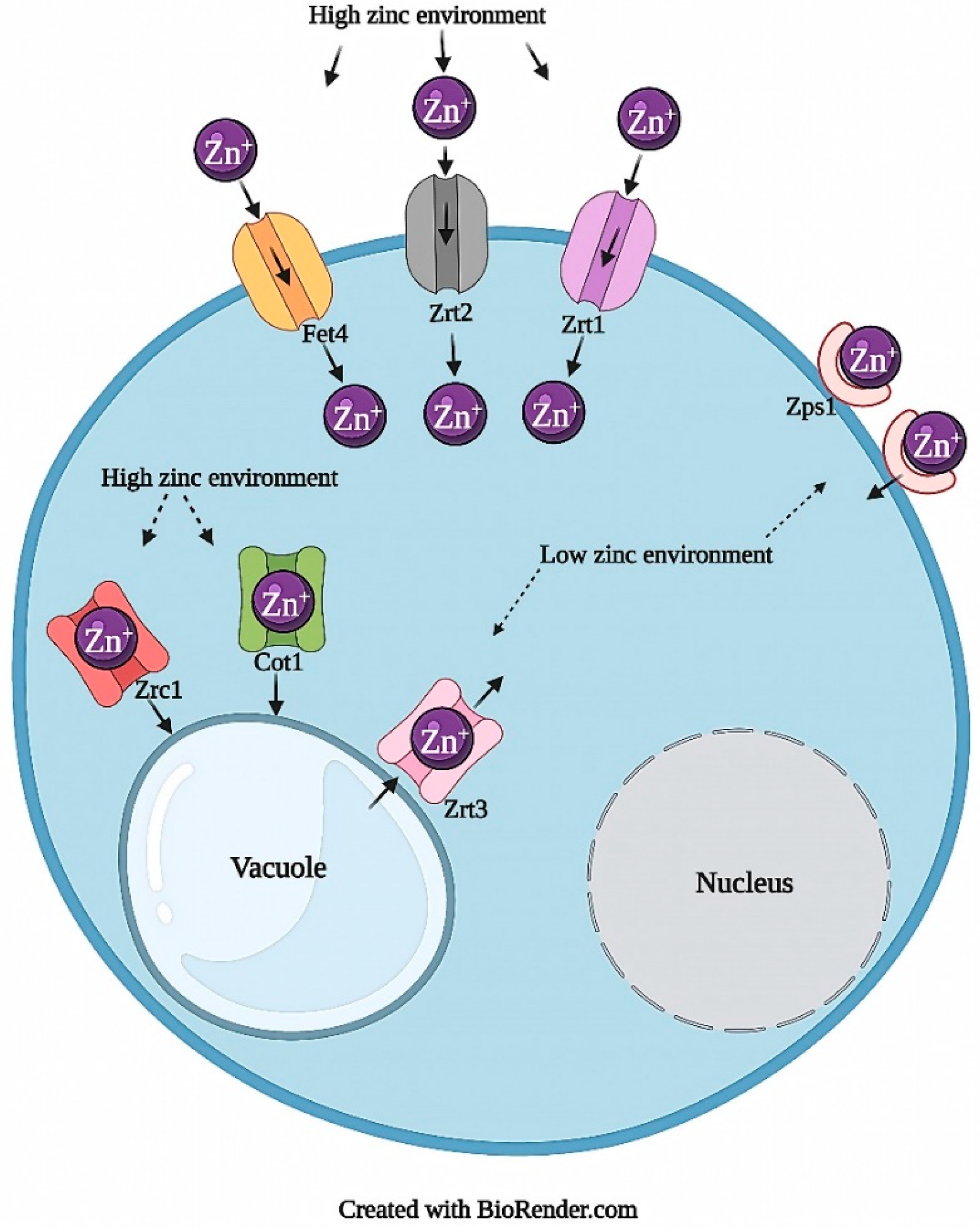JoF | Free Full-Text | Fungal–Metal Interactions: A Review of Toxicity and  Homeostasis
