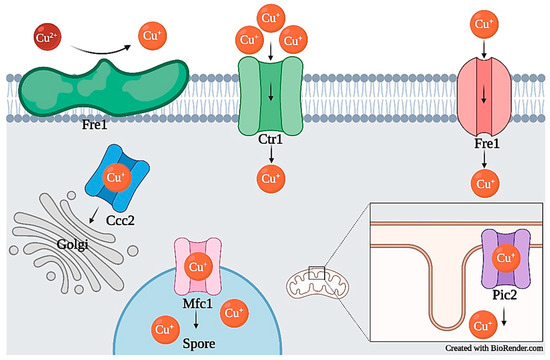 Fungal–Metal Interactions: A Review of Toxicity and Homeostasis