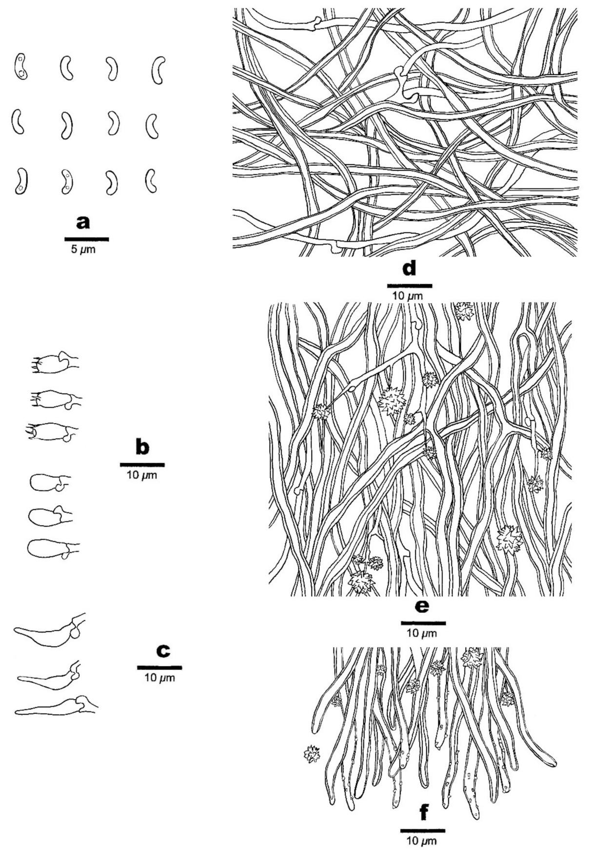 Jof 07 00251 g005 Jof 07 00251 g005