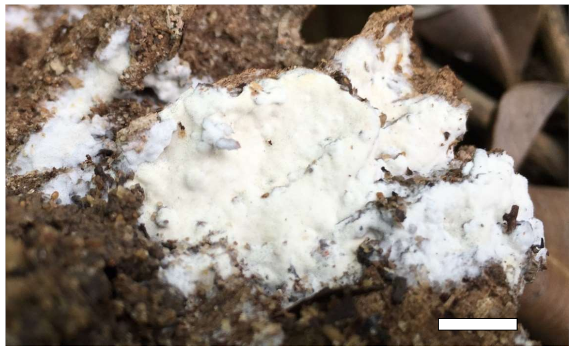 Jof 07 00251 g006 Jof 07 00251 g006