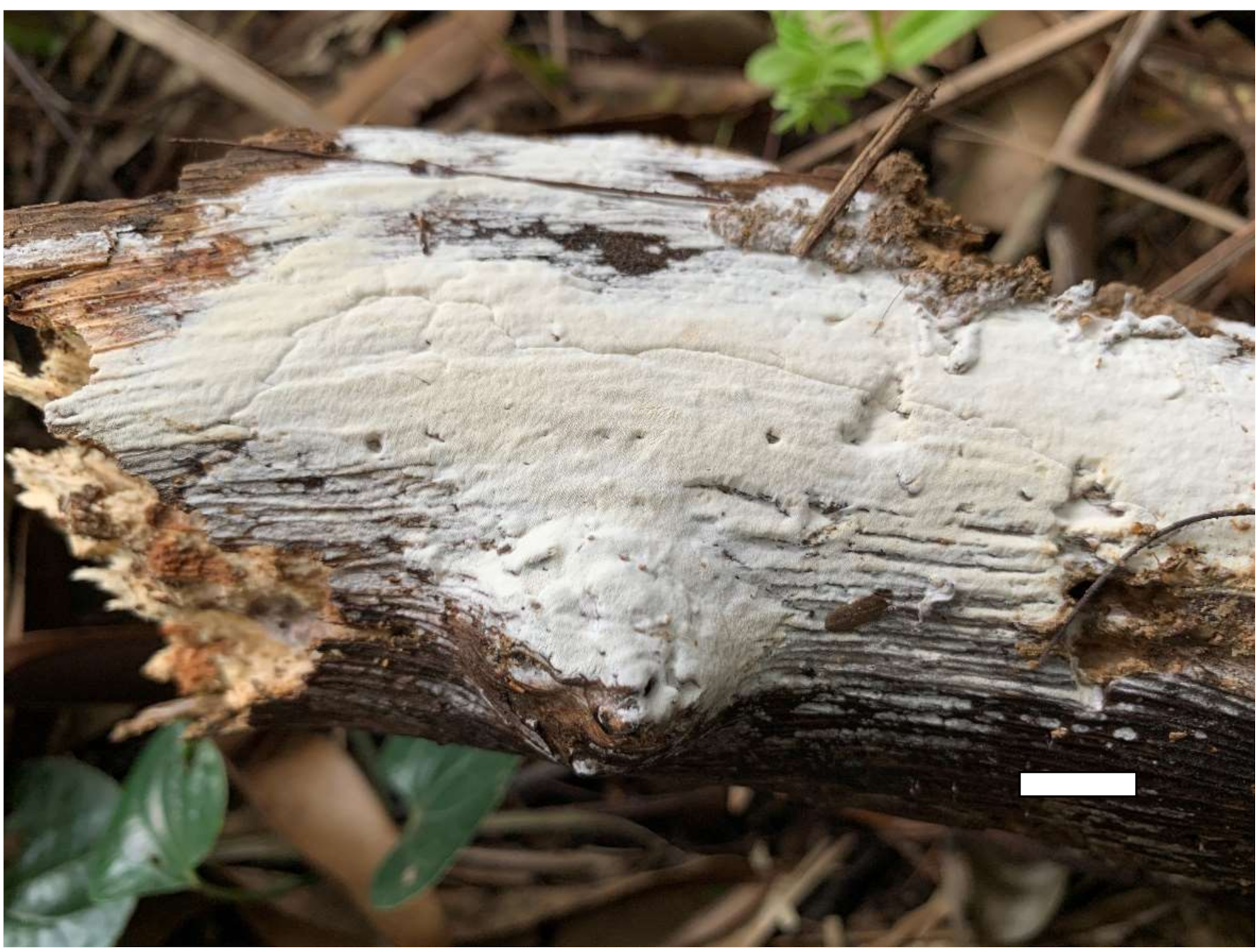 Jof 07 00251 g008 Jof 07 00251 g008