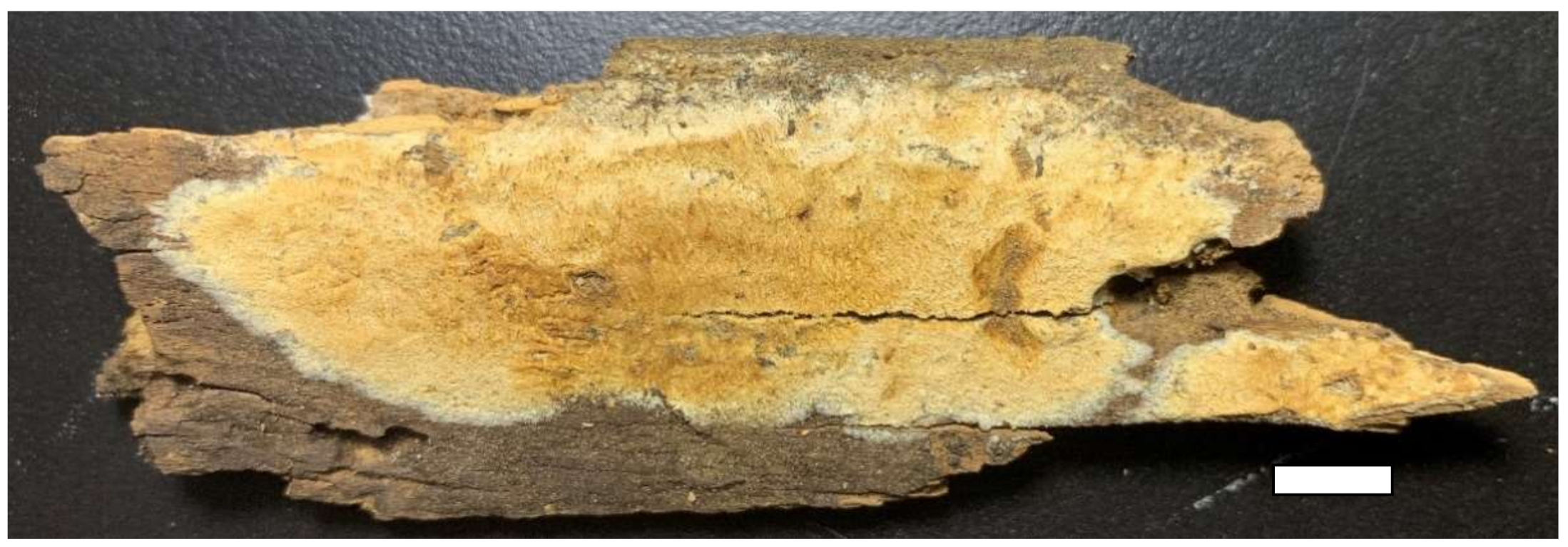 Jof 07 00251 g010 Jof 07 00251 g010