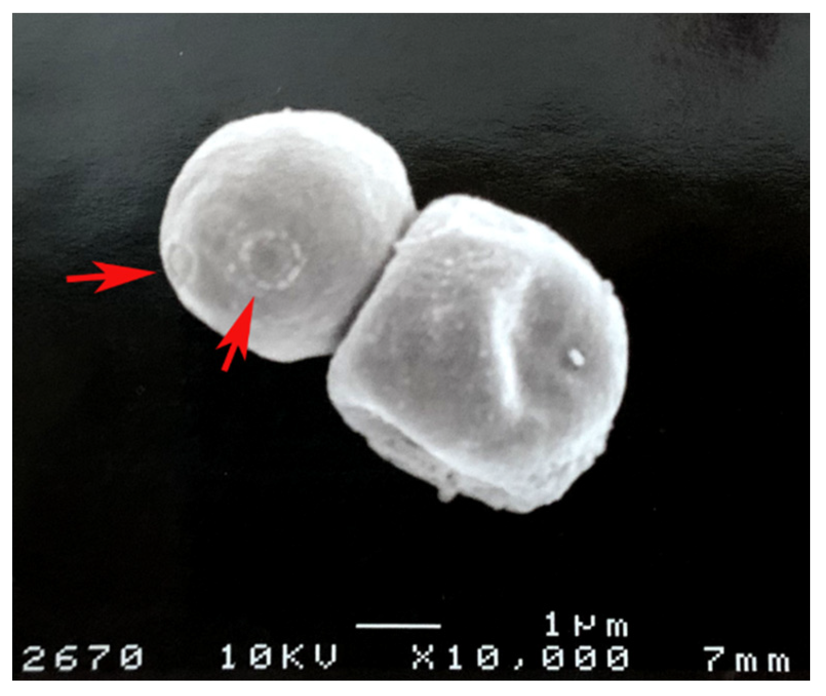 Jof 07 00264 g002 Jof 07 00264 g002