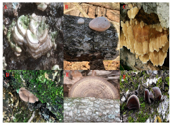 Characterizing the Assemblage of Wood-Decay Fungi in the Forests