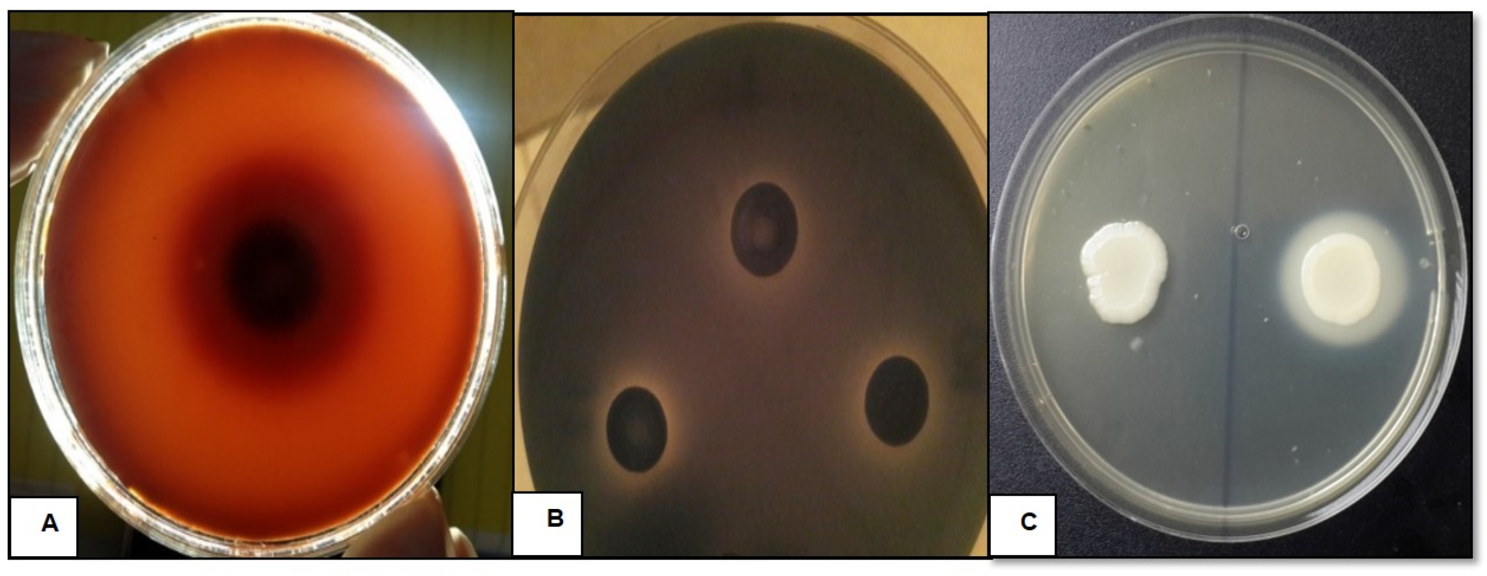 Jof 07 00351 g001 Jof 07 00351 g001