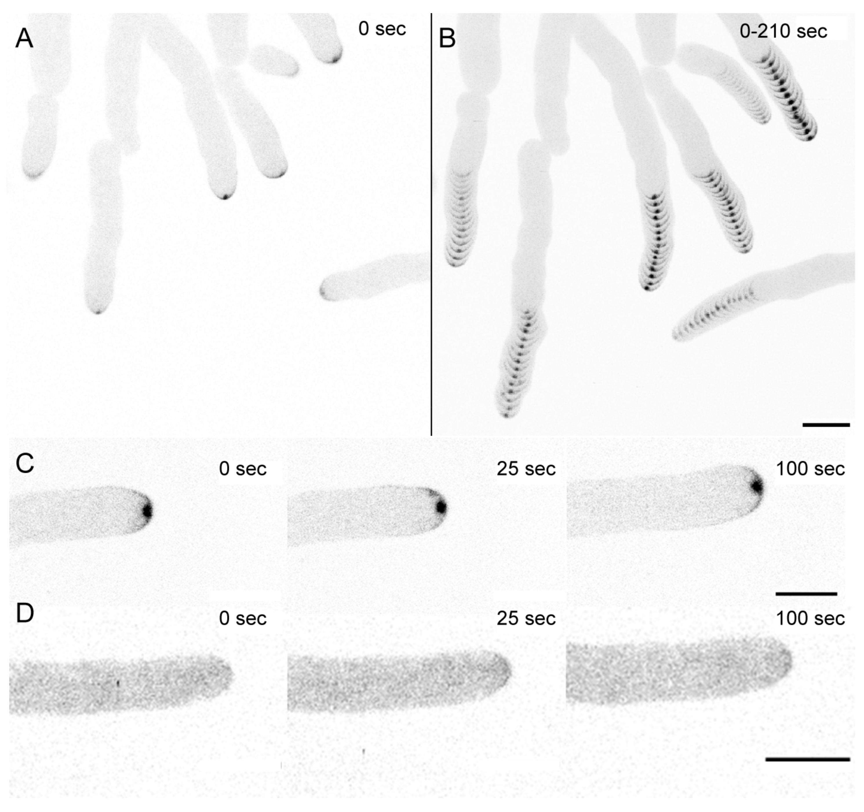 Jof 07 00365 g001 Jof 07 00365 g001