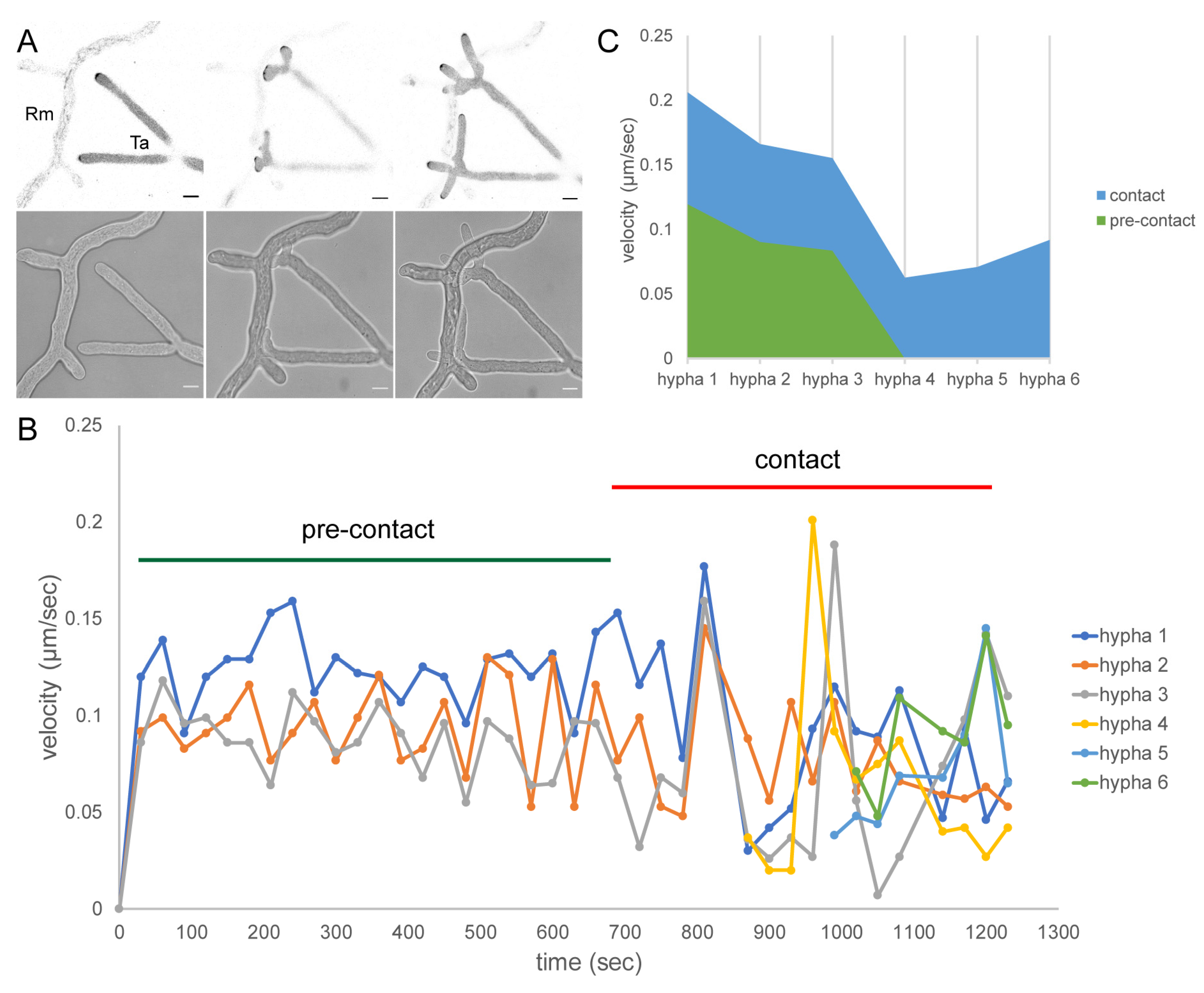 Jof 07 00365 g006 Jof 07 00365 g006