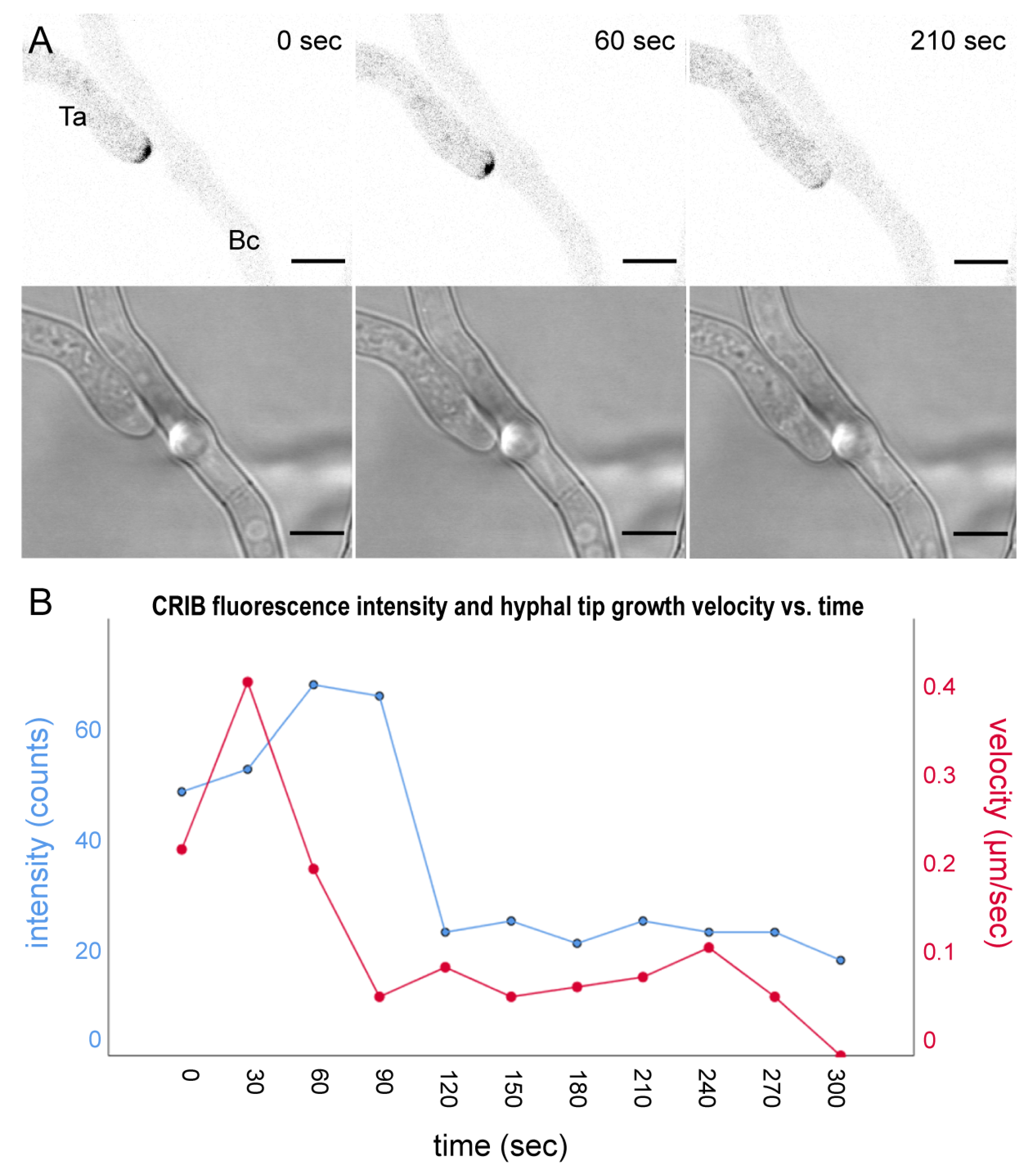Jof 07 00365 g007 Jof 07 00365 g007
