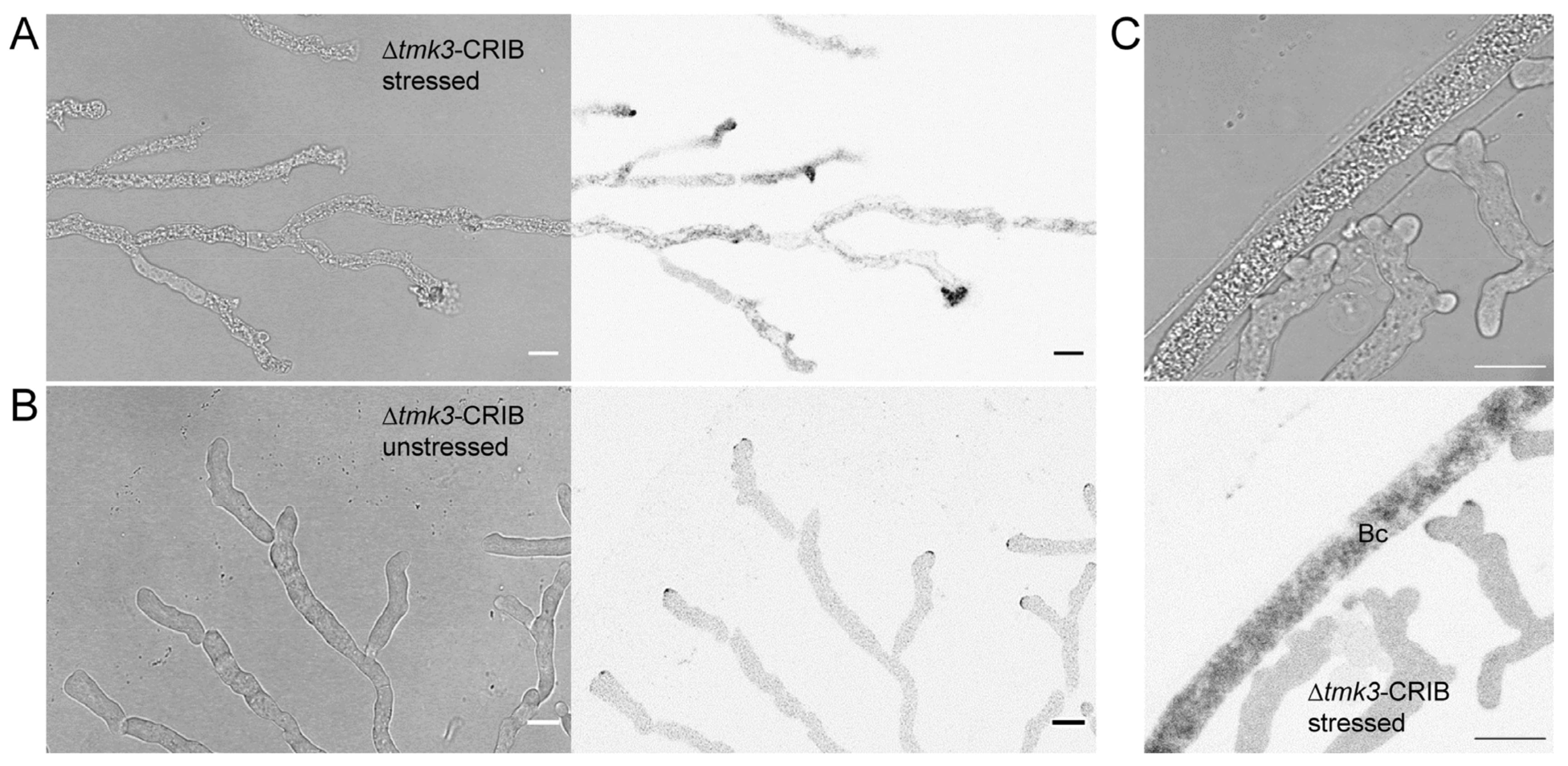 Jof 07 00365 g009 Jof 07 00365 g009