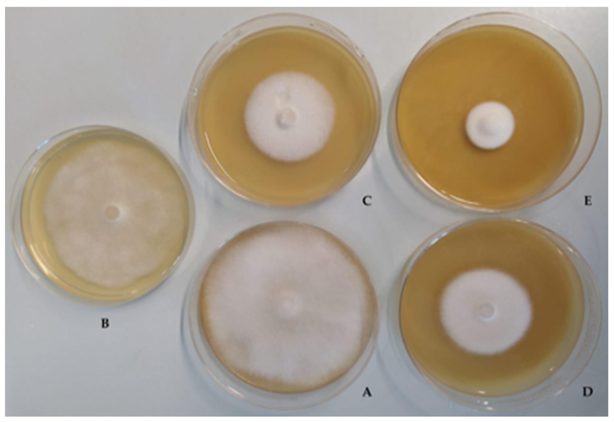 Jof Free Full Text Probiotic Properties And Potentiality Of Lactiplantibacillus Plantarum Strains For The Biological Control Of Chalkbrood Disease Html