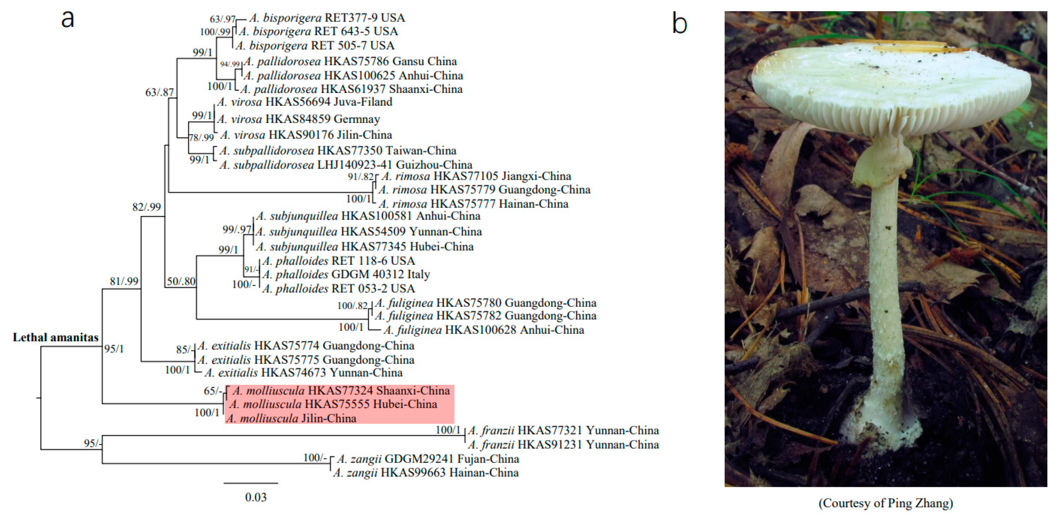 Jof 07 00384 g001 Jof 07 00384 g001