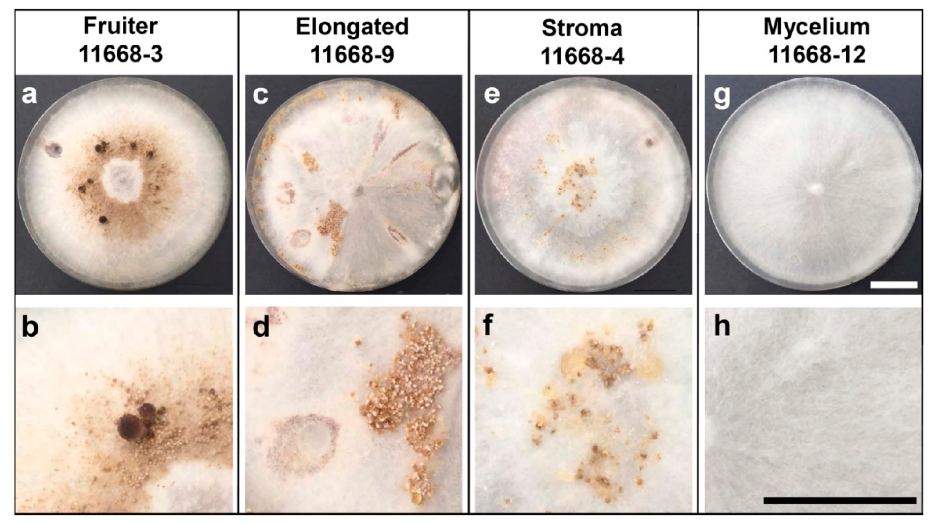 club fungi life cycle