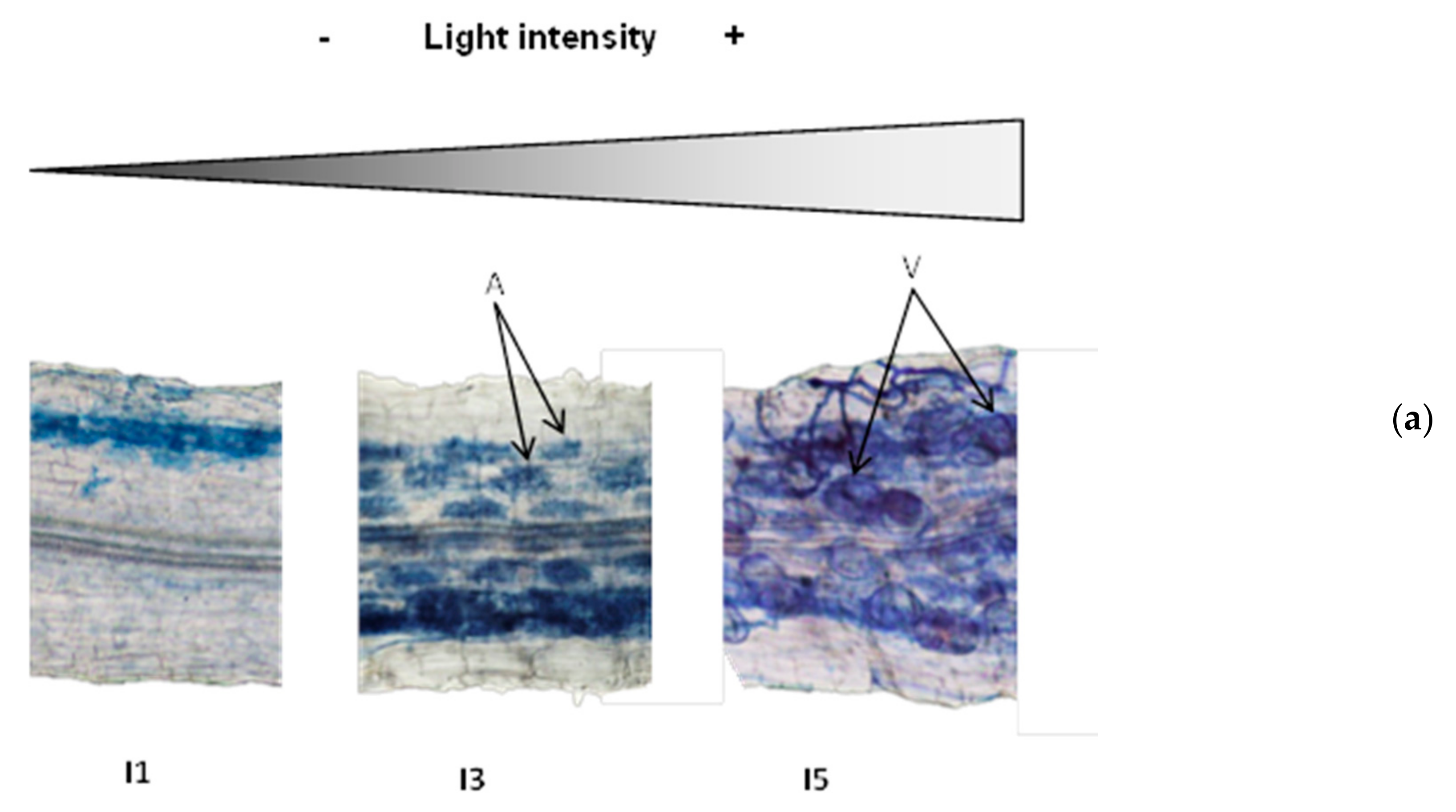 Jof 07 00402 g003a Jof 07 00402 g003a