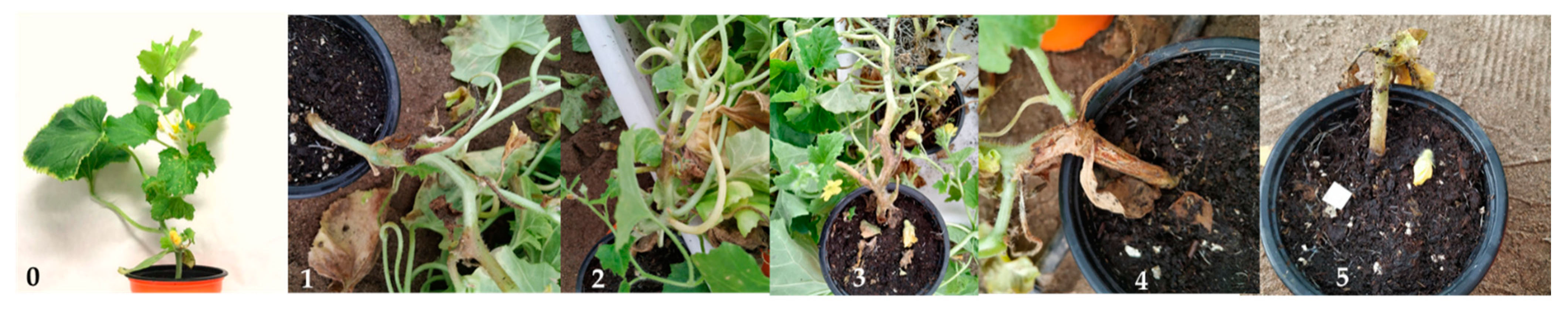 Jof 07 00415 g001 Jof 07 00415 g001