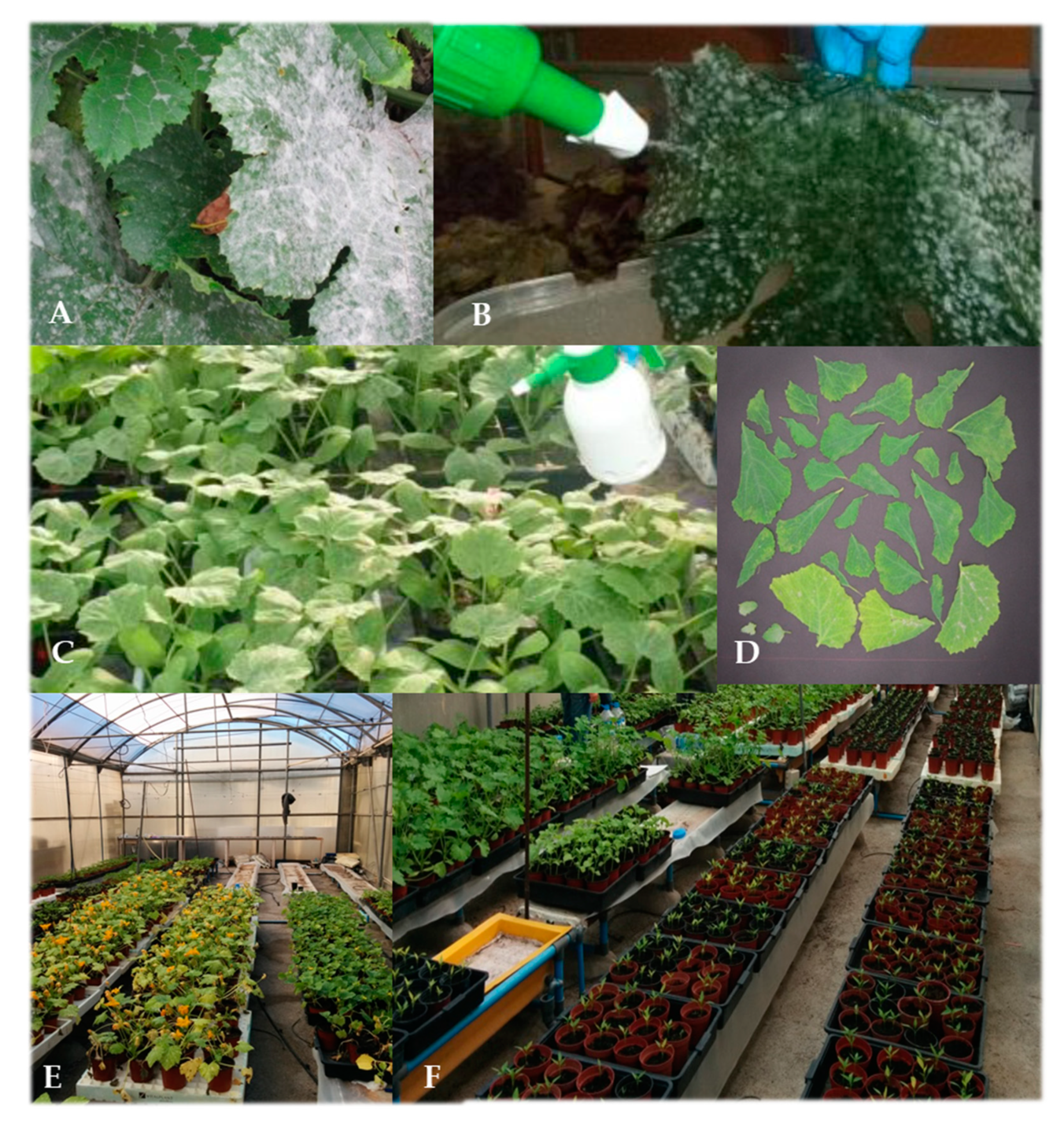 Jof 07 00415 g002 Jof 07 00415 g002