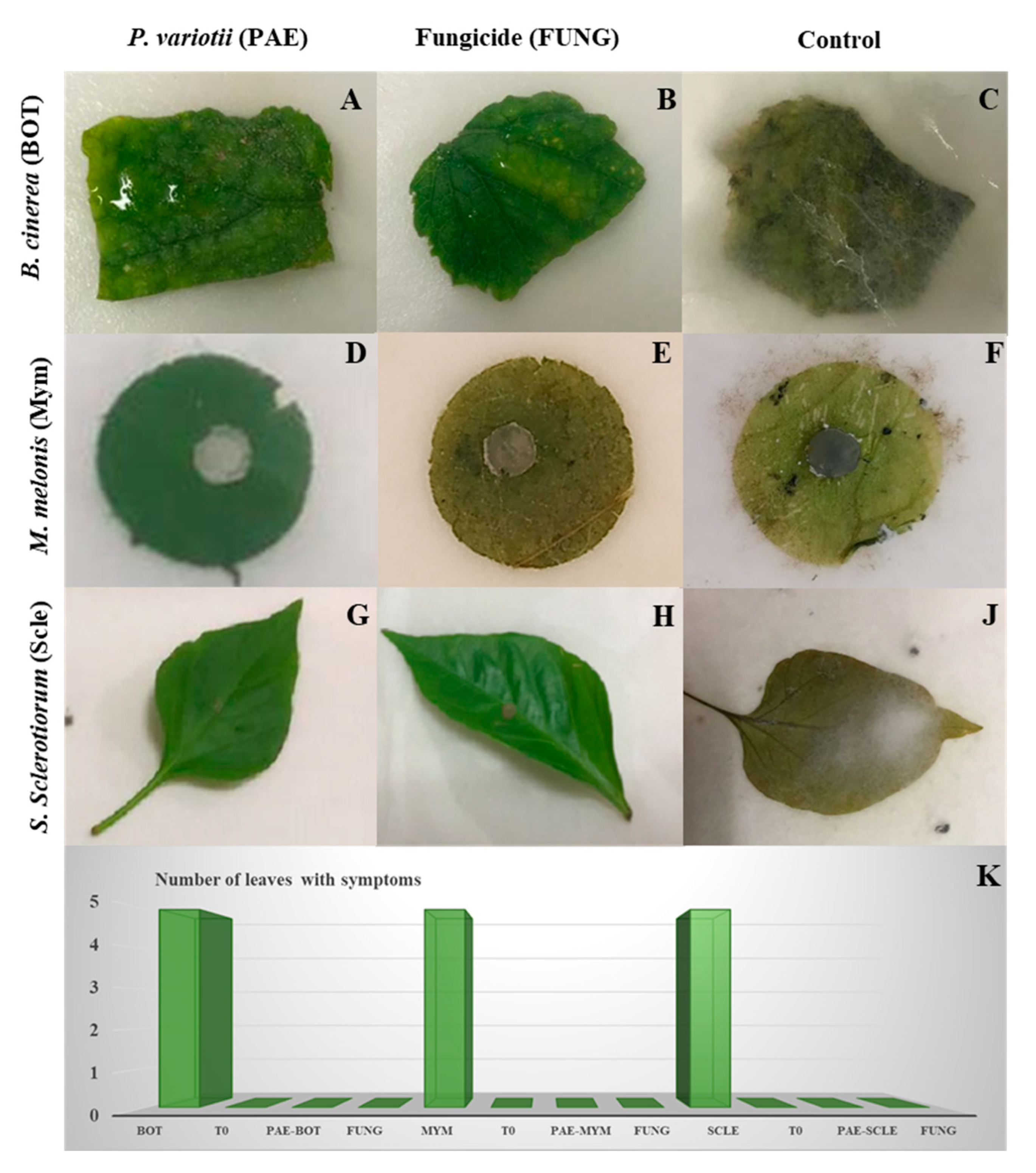 Jof Free Full Text Biocontrol Effects Of Paecilomyces Variotii Against Fungal Plant Diseases Html