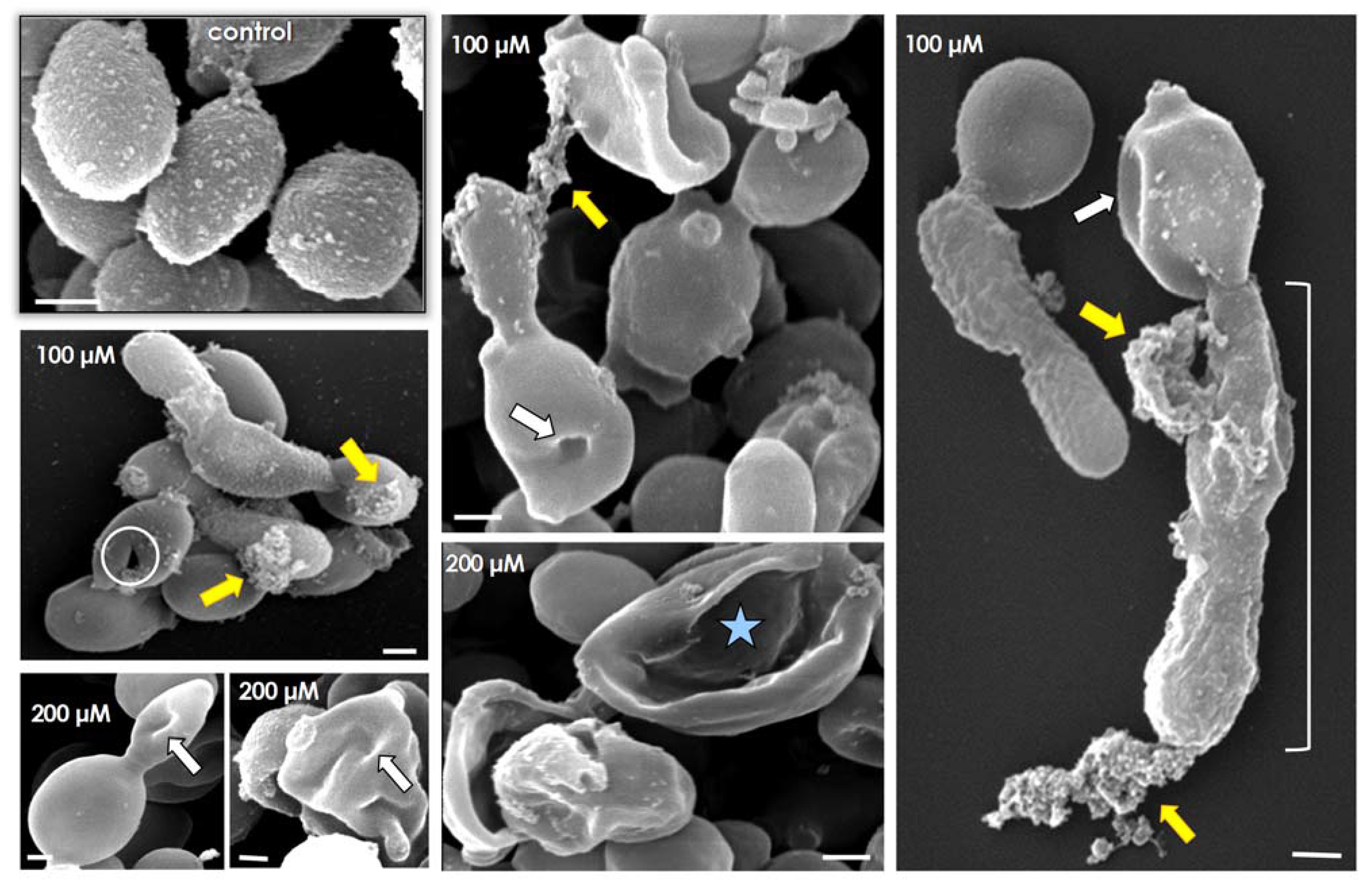 Jof 07 00424 g005 Jof 07 00424 g005