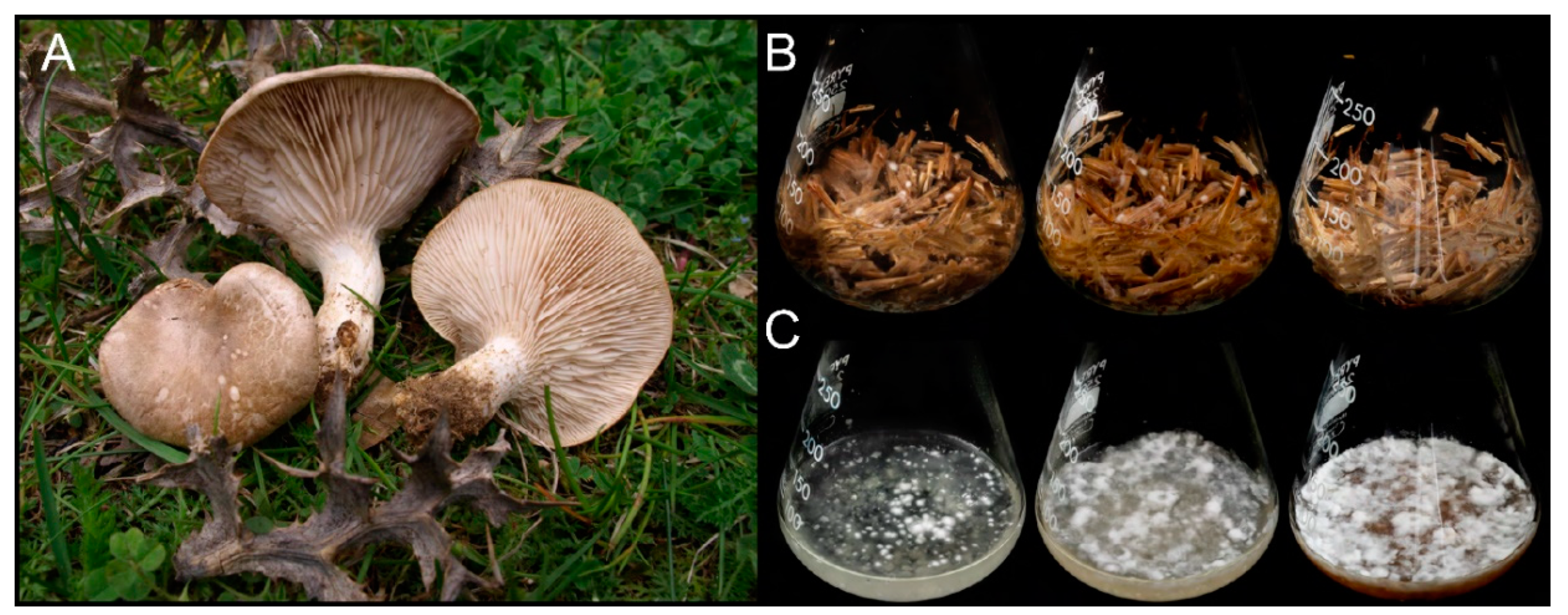 Jof 07 00426 g001 Jof 07 00426 g001