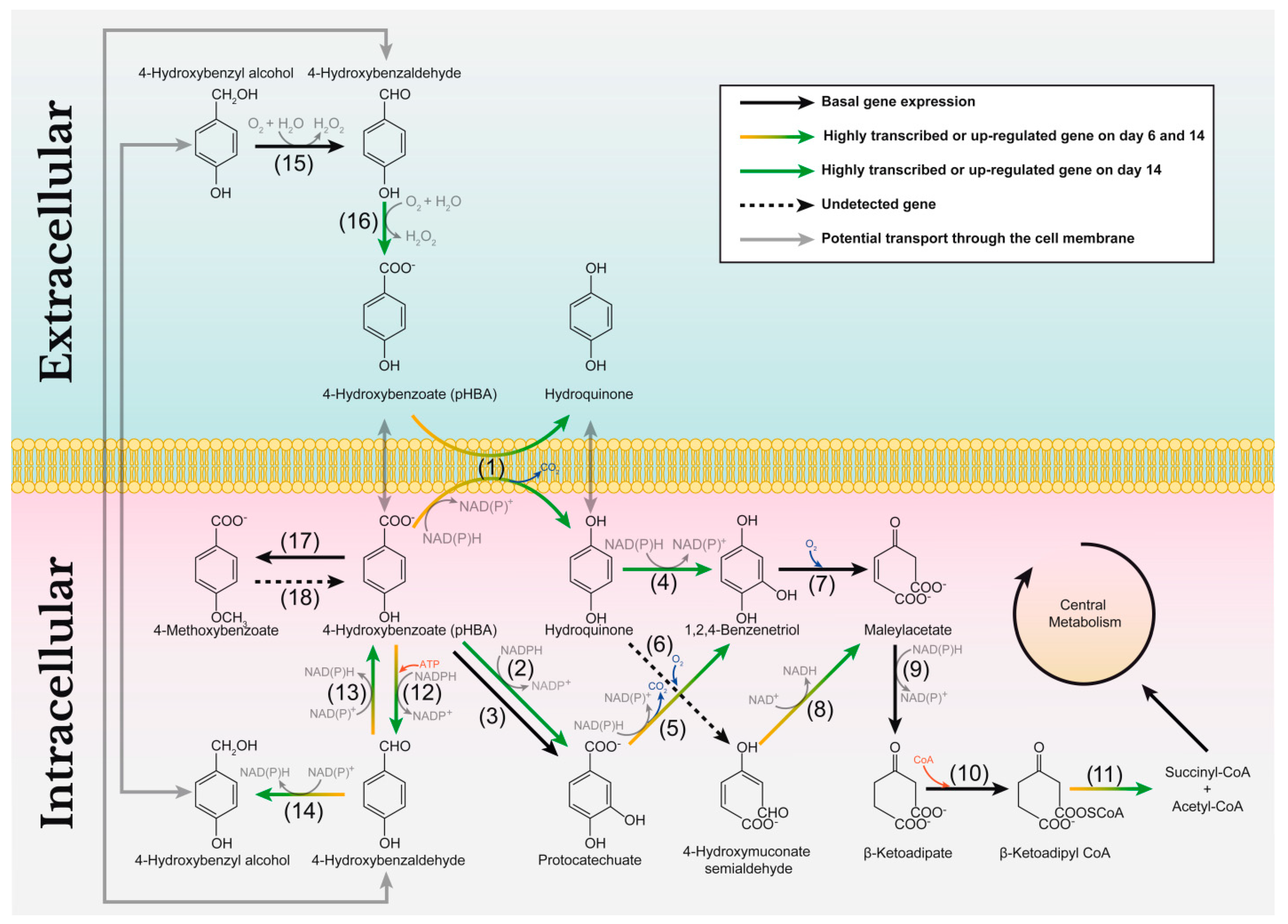Jof 07 00426 g012 Jof 07 00426 g012