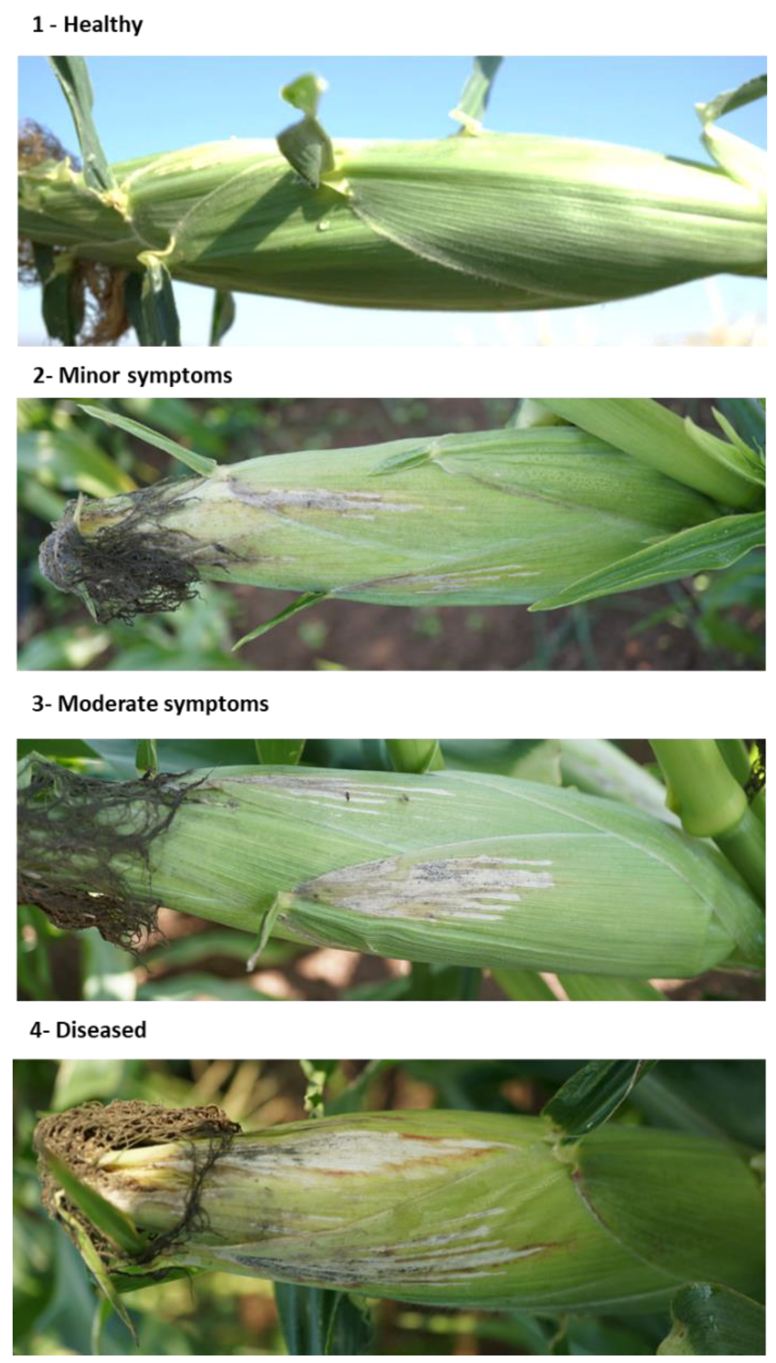 Jof 07 00444 g005 Jof 07 00444 g005