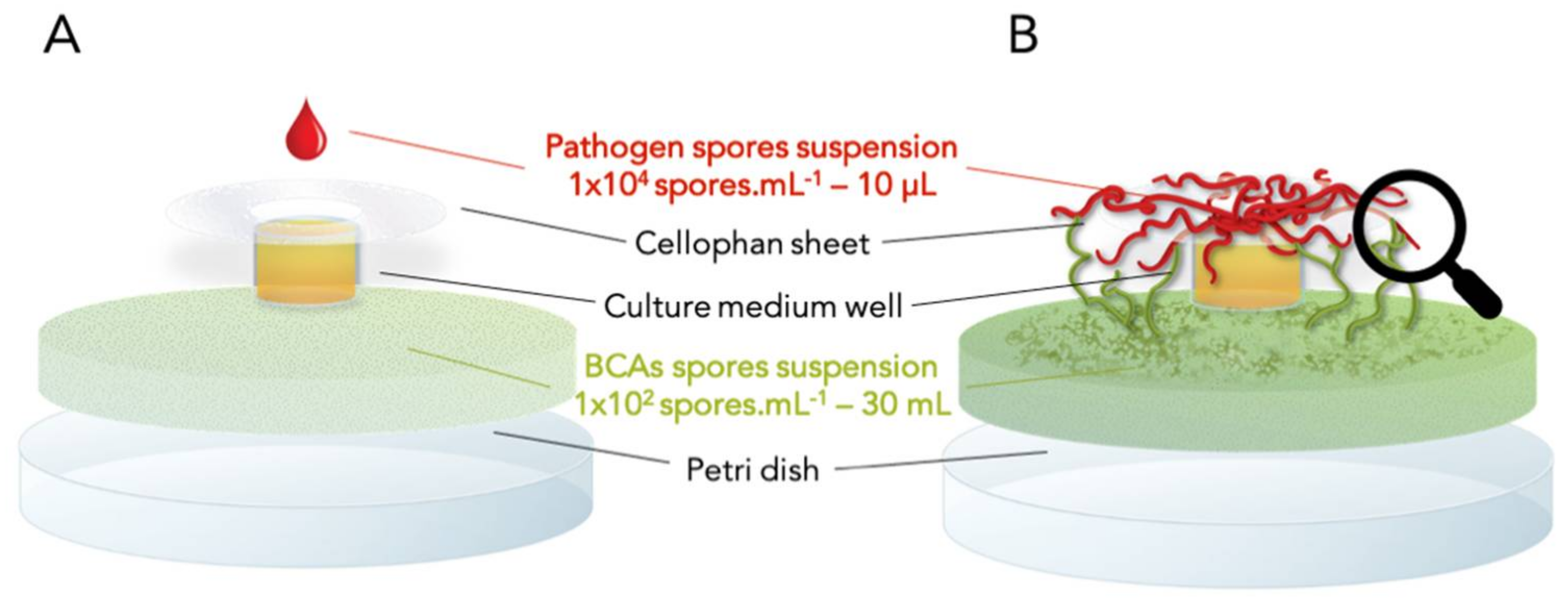 Jof 07 00446 g001 Jof 07 00446 g001